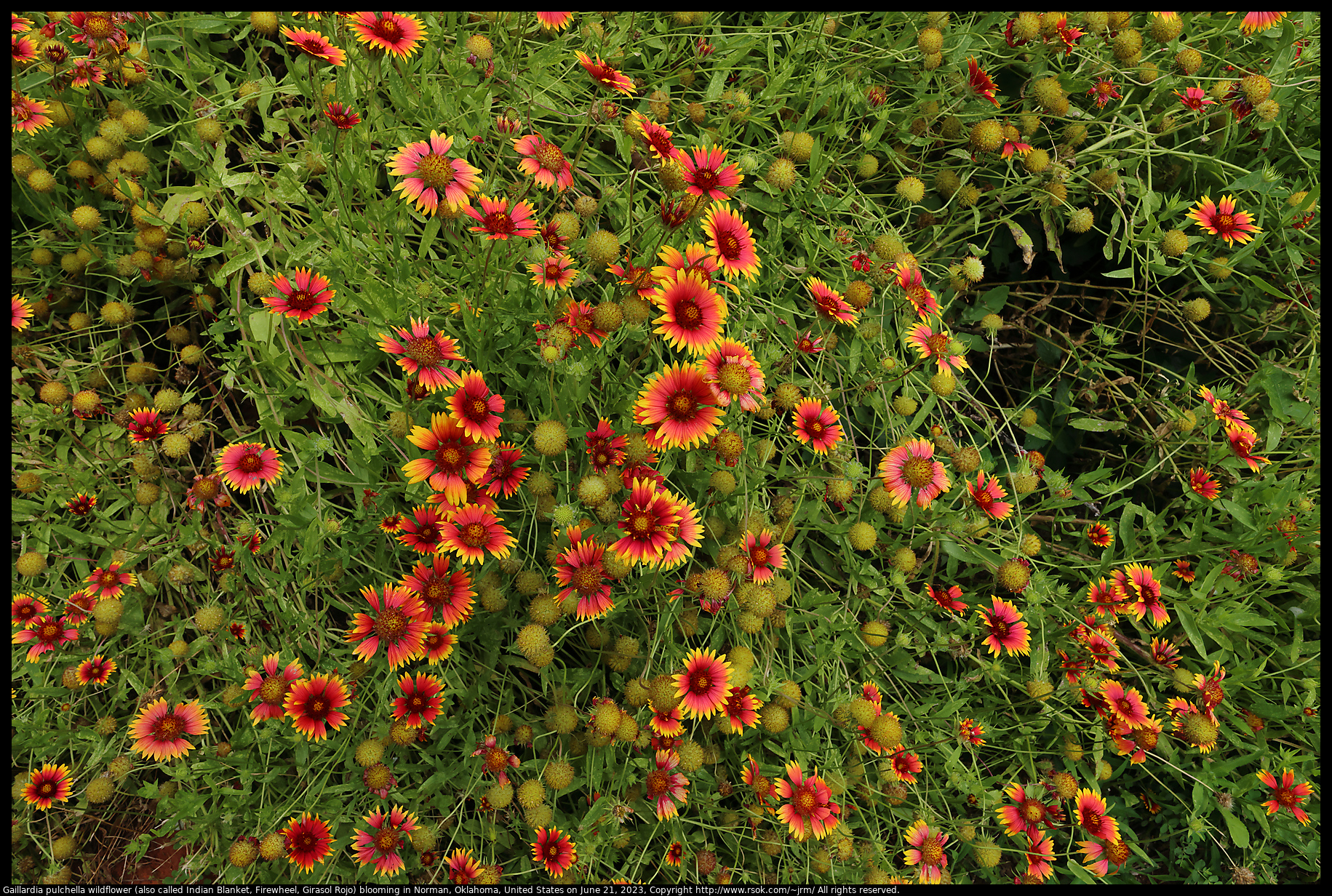 Gaillardia pulchella wildflower (also called Indian Blanket, Firewheel, Girasol Rojo) blooming in Norman, Oklahoma, United States on June 21, 2023