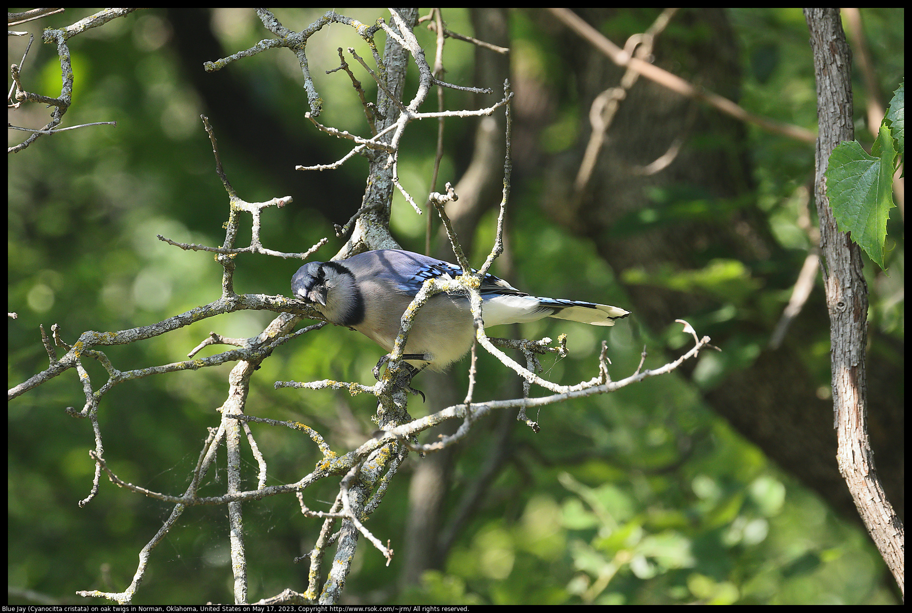 Blue Jay (Cyanocitta cristata) on oak twigs in Norman, Oklahoma, United States on May 17, 2023