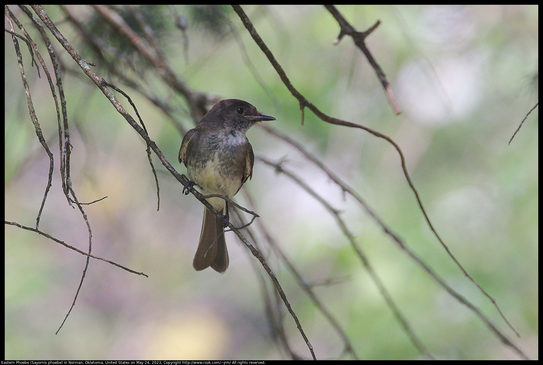 Eastern Phoebe (Sayornis phoebe) in Norman, Oklahoma, United States on May 24, 2023