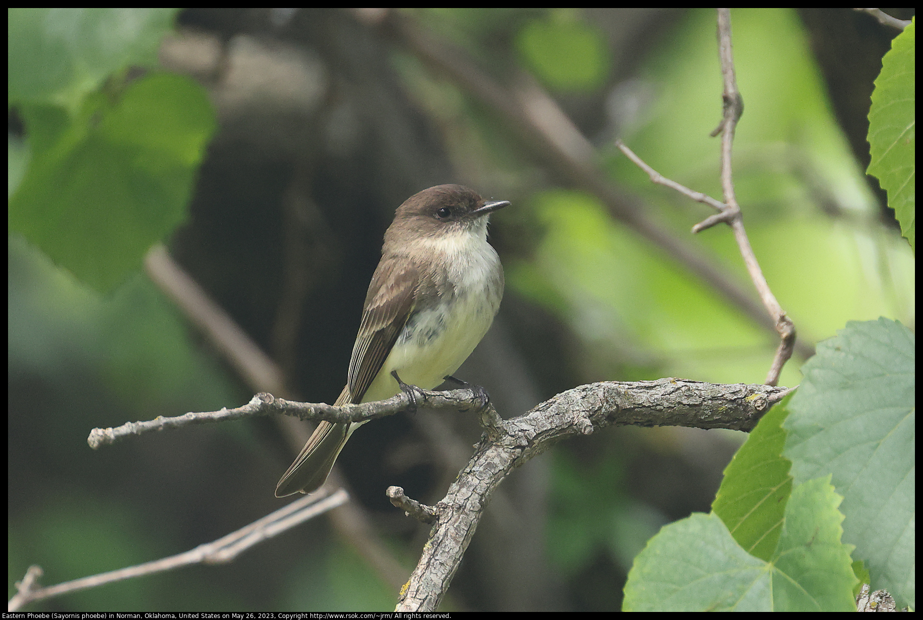 Eastern Phoebe (Sayornis phoebe) in Norman, Oklahoma, United States on May 26, 2023