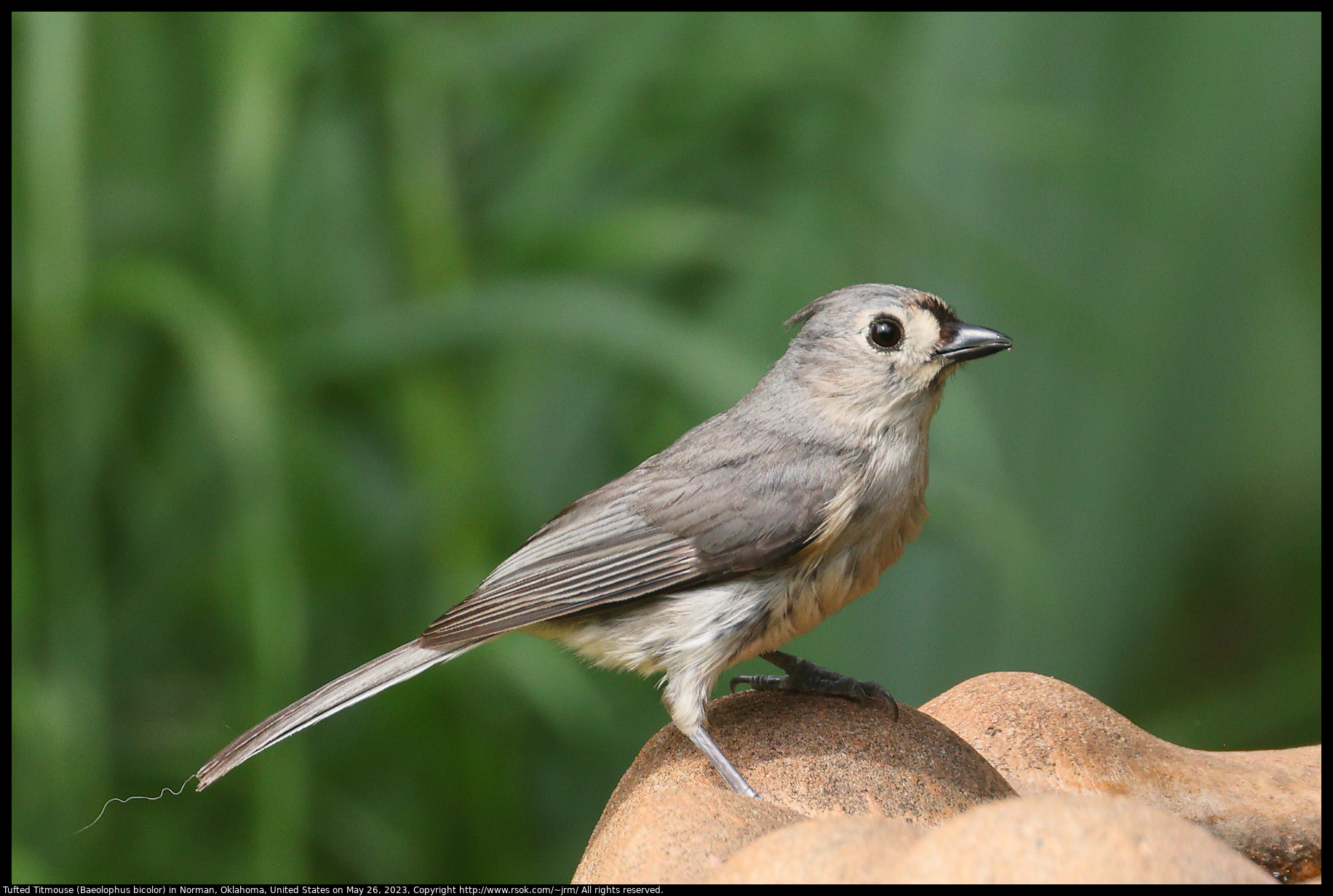 Tufted Titmouse (Baeolophus bicolor) in Norman, Oklahoma, United States on May 26, 2023