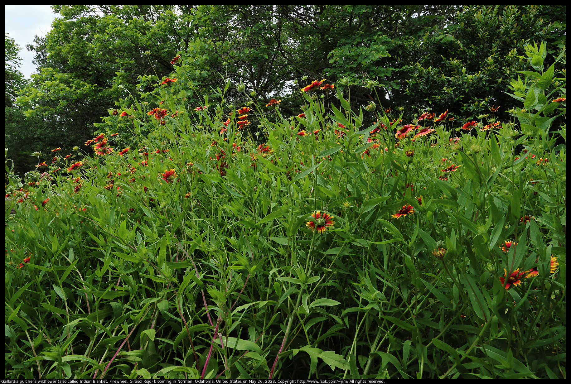 Gaillardia pulchella wildflower (also called Indian Blanket, Firewheel, Girasol Rojo) blooming in Norman, Oklahoma, United States on May 26, 2023