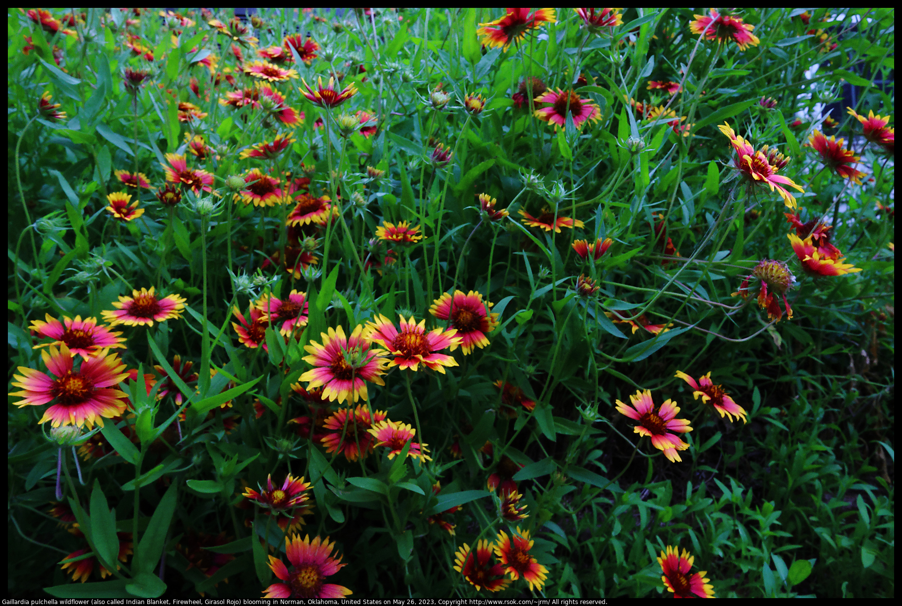 Gaillardia pulchella wildflower (also called Indian Blanket, Firewheel, Girasol Rojo) blooming in Norman, Oklahoma, United States on May 26, 2023