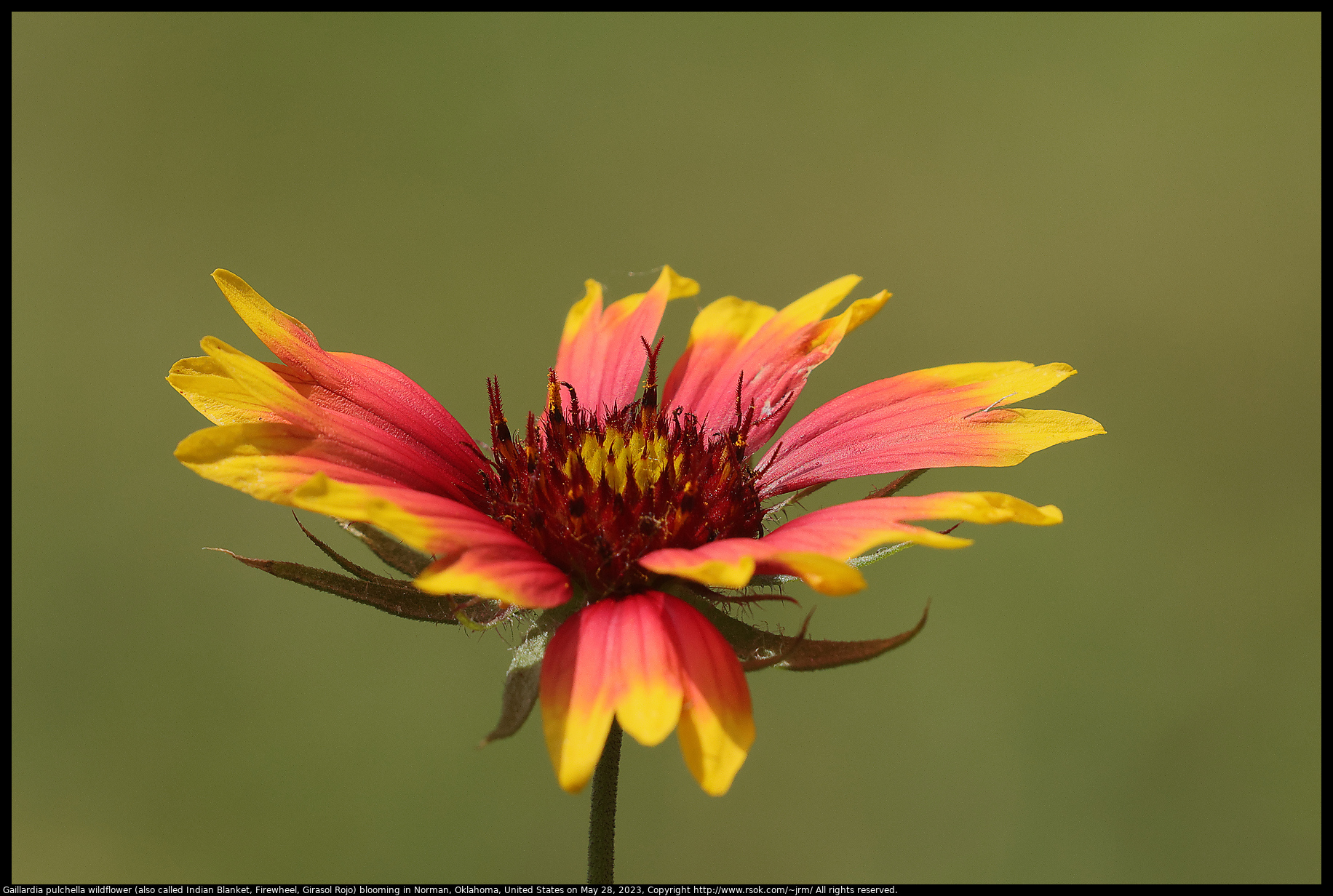 Gaillardia pulchella wildflower (also called Indian Blanket, Firewheel, Girasol Rojo) blooming in Norman, Oklahoma, United.States on May28, 2023