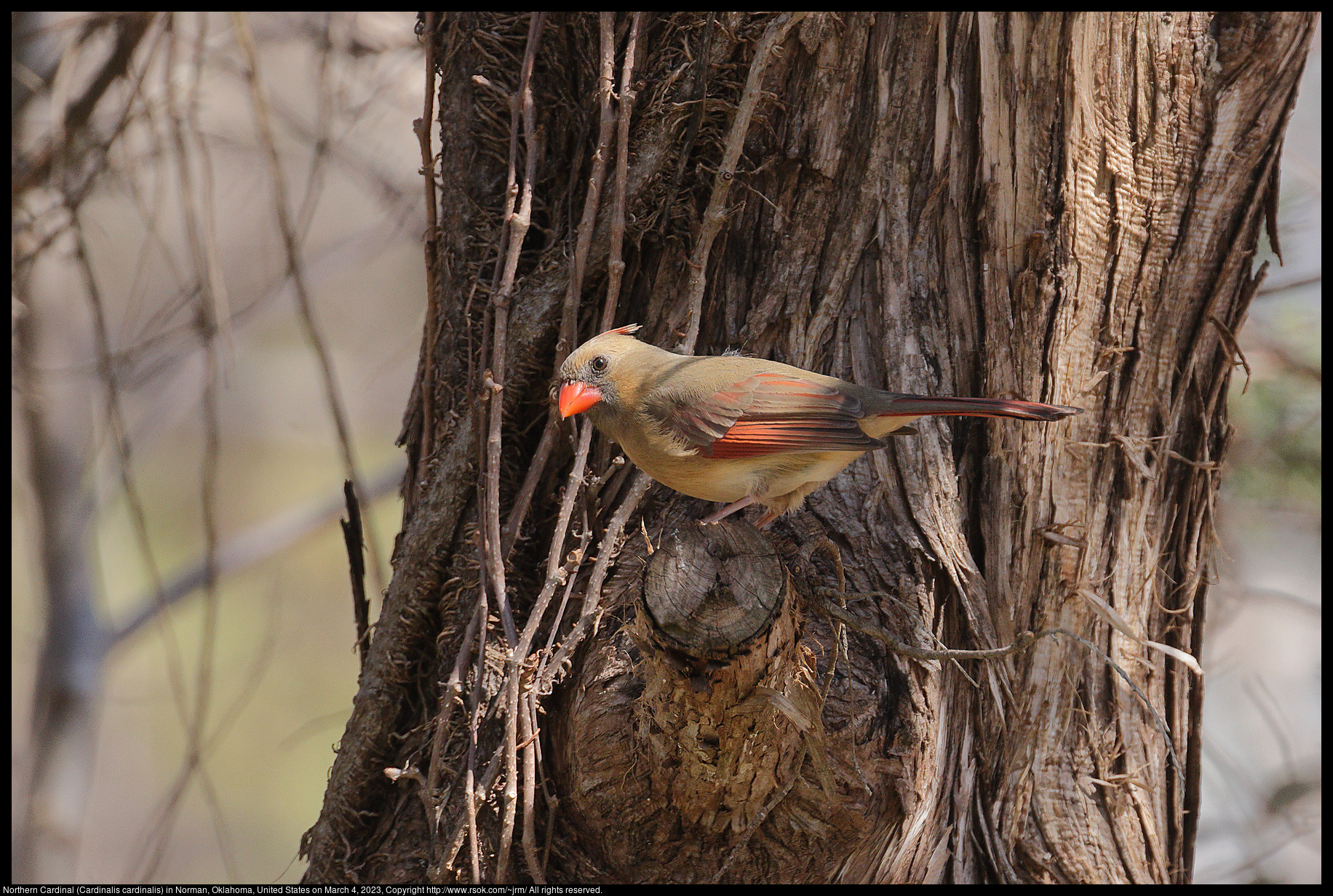 Northern Cardinal (Cardinalis cardinalis) in Norman, Oklahoma, United States on March 4, 2023