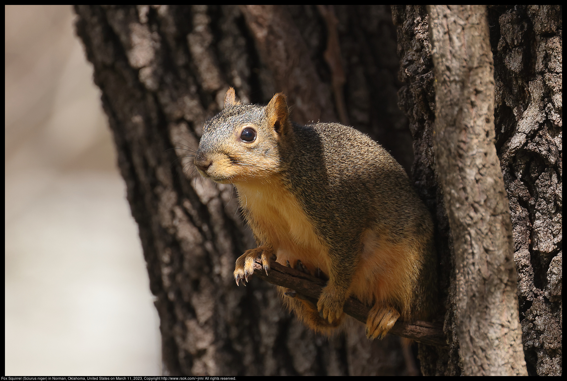 Fox Squirrel (Sciurus niger) in Norman, Oklahoma, United States on March 11, 2023