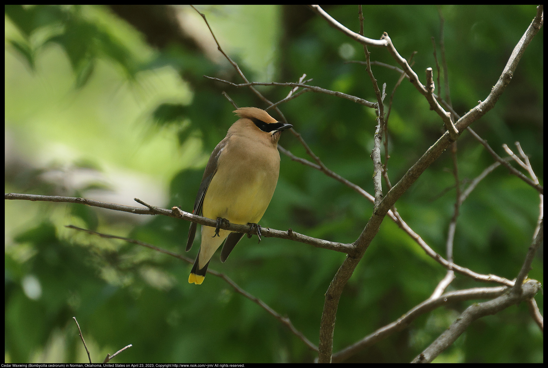 Cedar Waxwing (Bombycilla cedrorum) in Norman, Oklahoma, United States on April 23, 2023