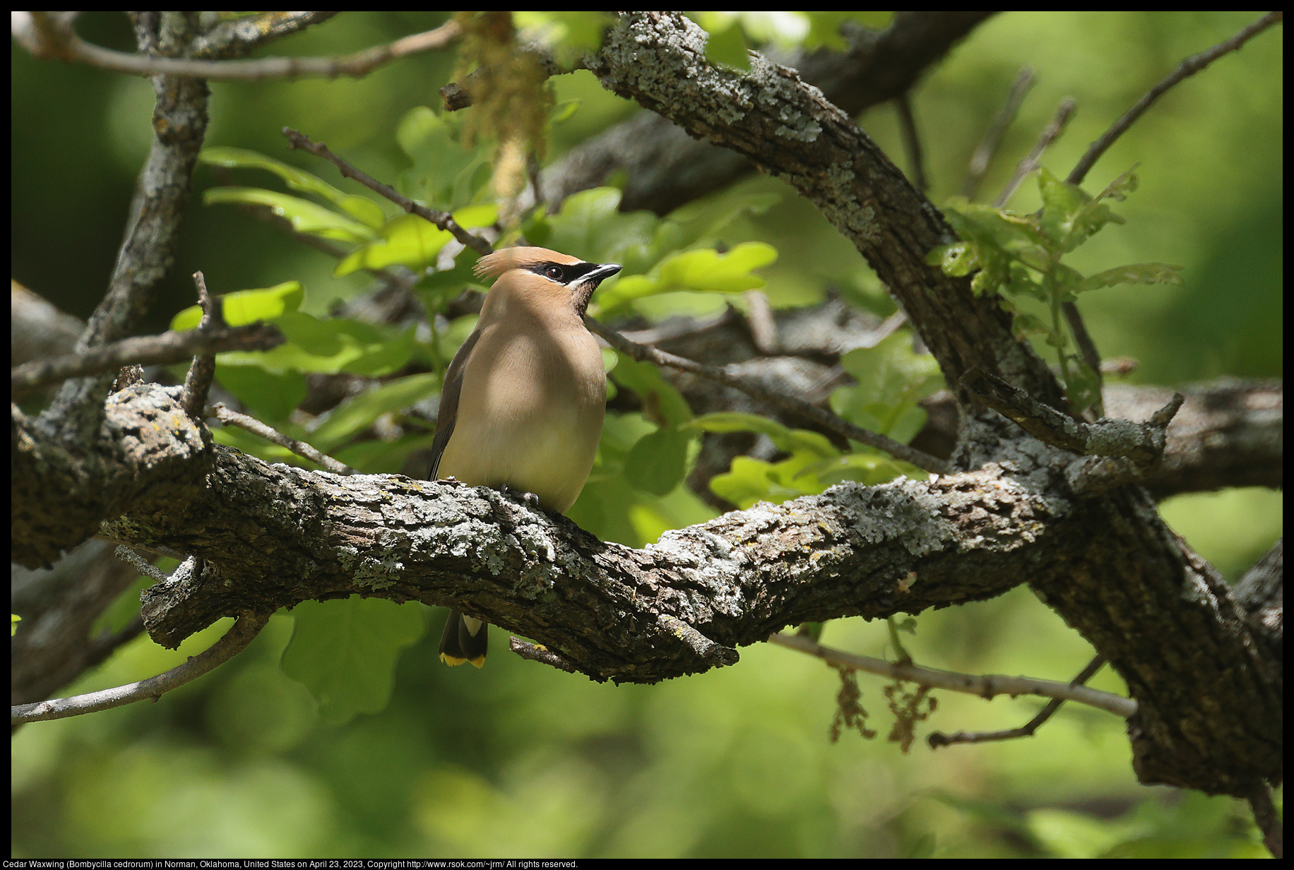 2023apr23_waxwing_IMG_3825c.jpg