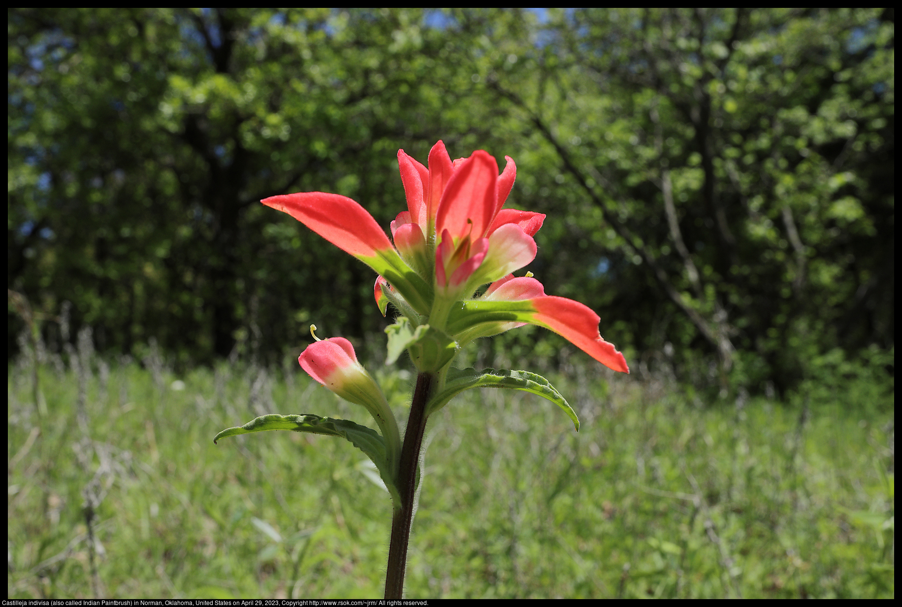 Castilleja indivisa (also called Indian Paintbrush) in Norman, Oklahoma, United States on April 29, 2023