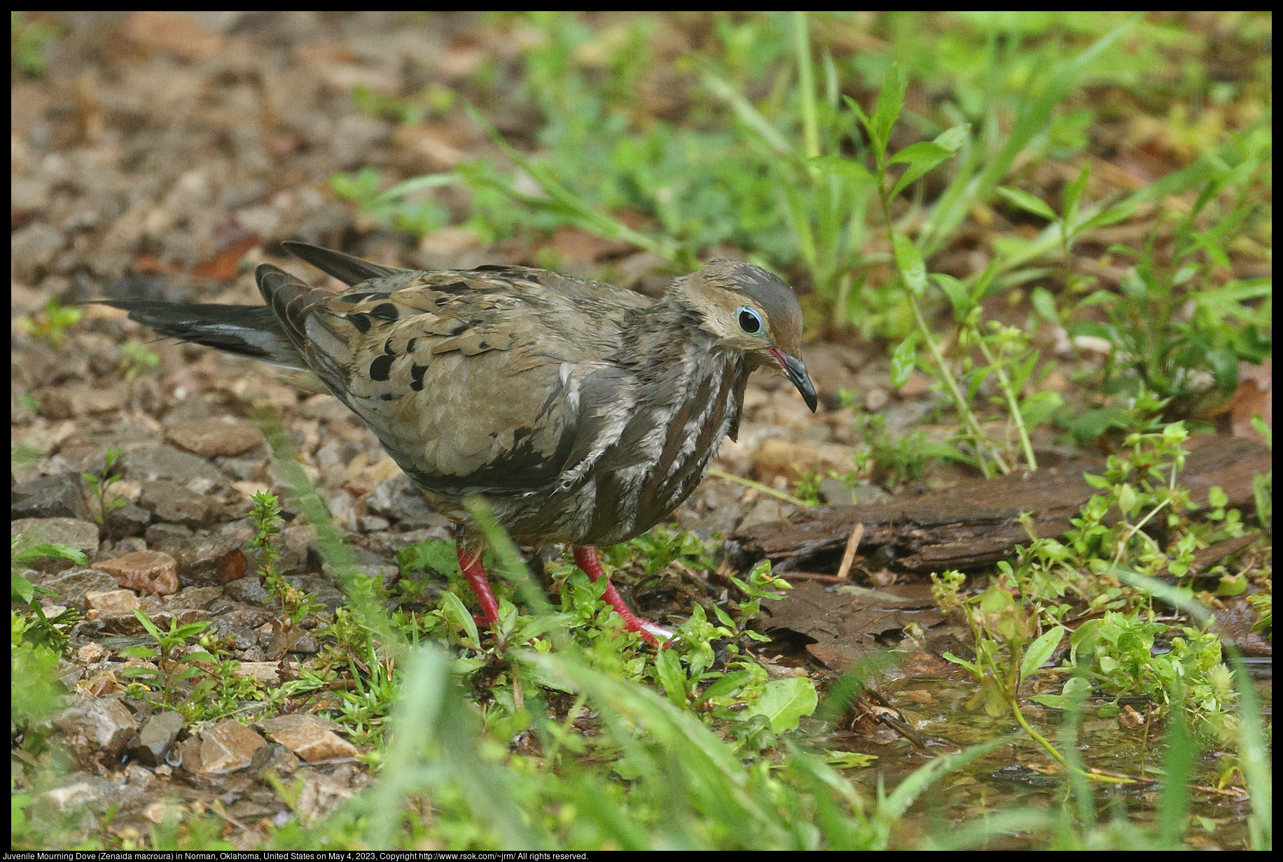 Juvenile Mourning Dove (Zenaida macroura) in Norman, Oklahoma, United States on May 4, 2023