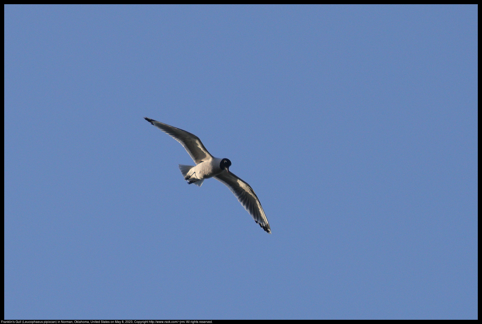 Franklin's Gull (Leucophaeus pipixcan) in Norman, Oklahoma, United States on May 8, 2023