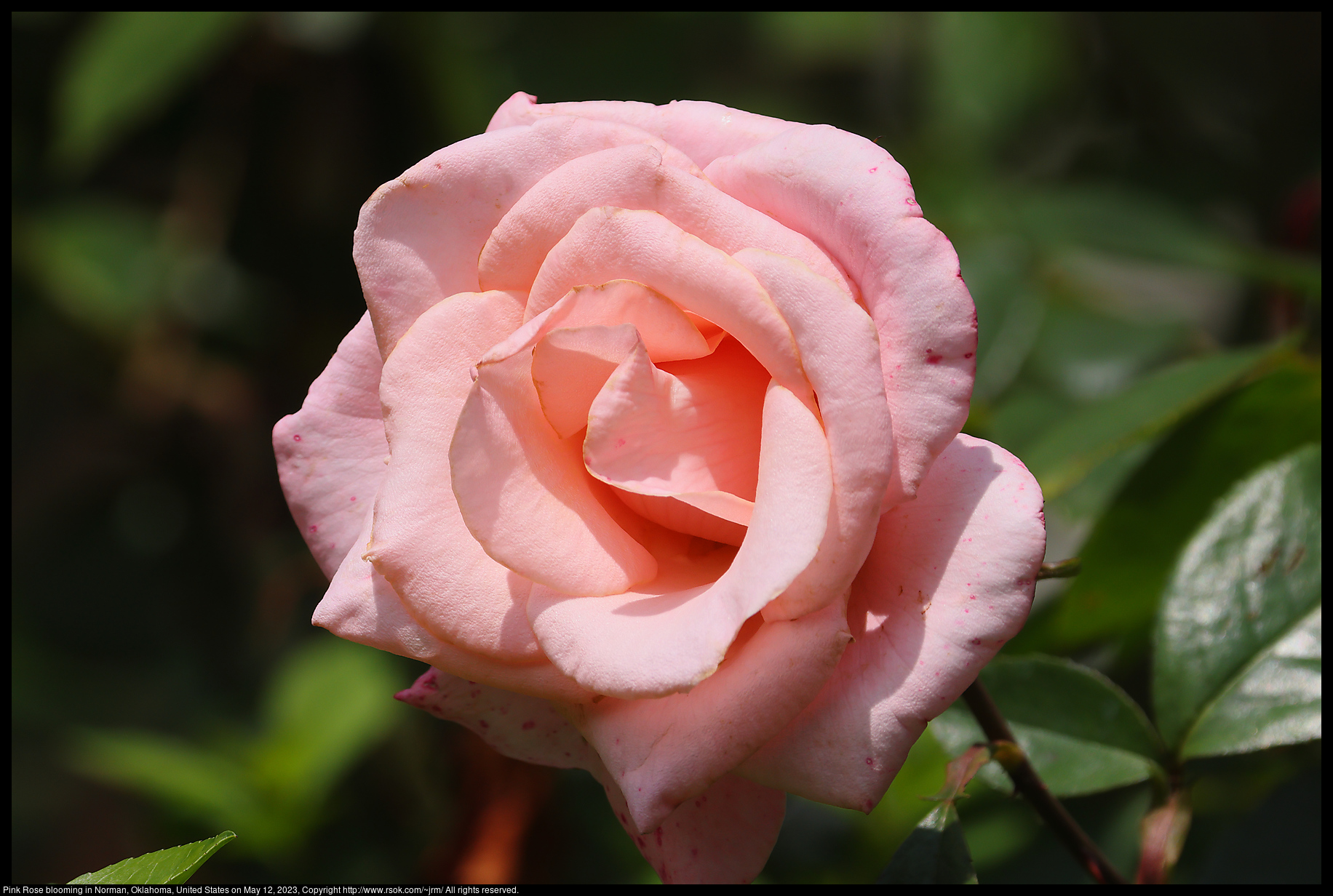 Pink Rose in Norman, Oklahoma, United States on May 12, 2023