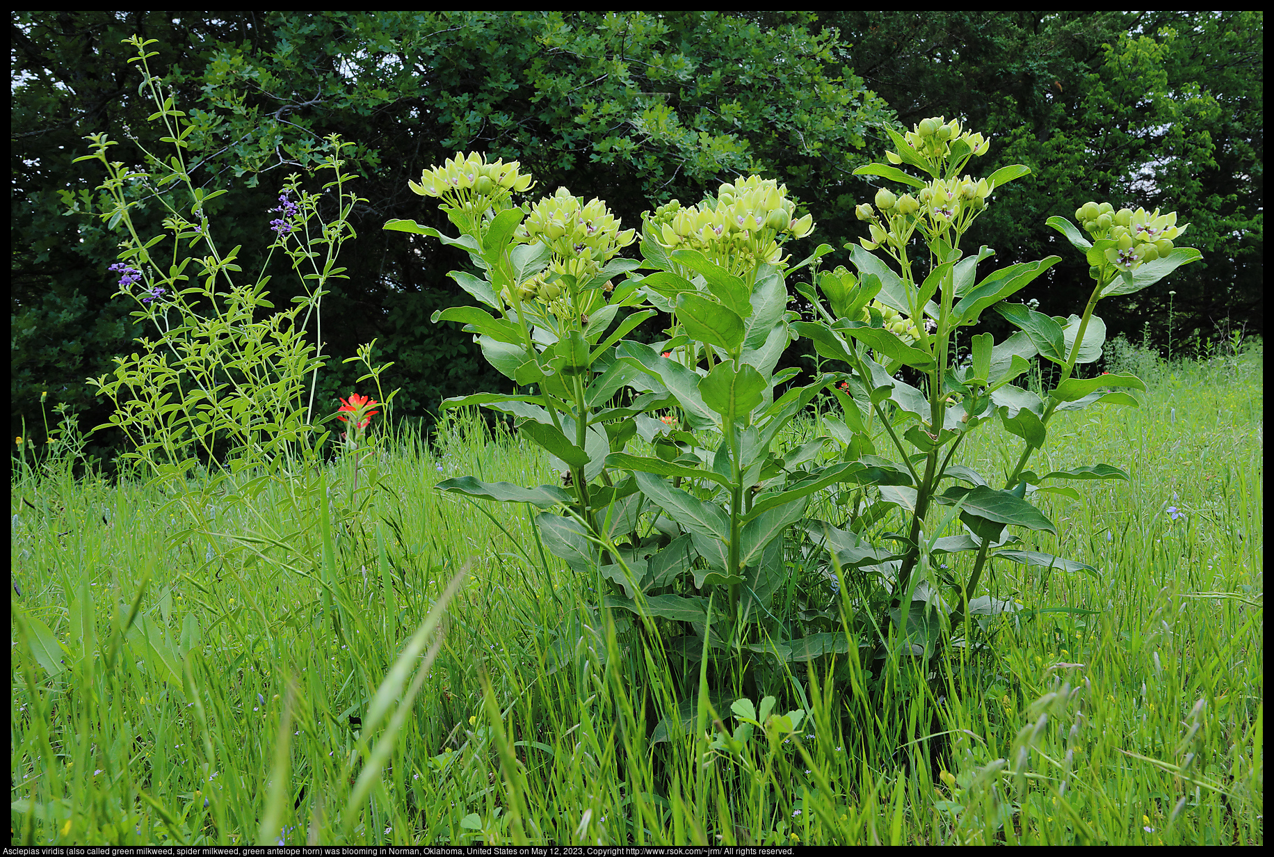 Asclepias viridis (also called green milkweed, spider milkweed, green antelope horn) blooming in Norman, Oklahoma, United States on May 12, 2023