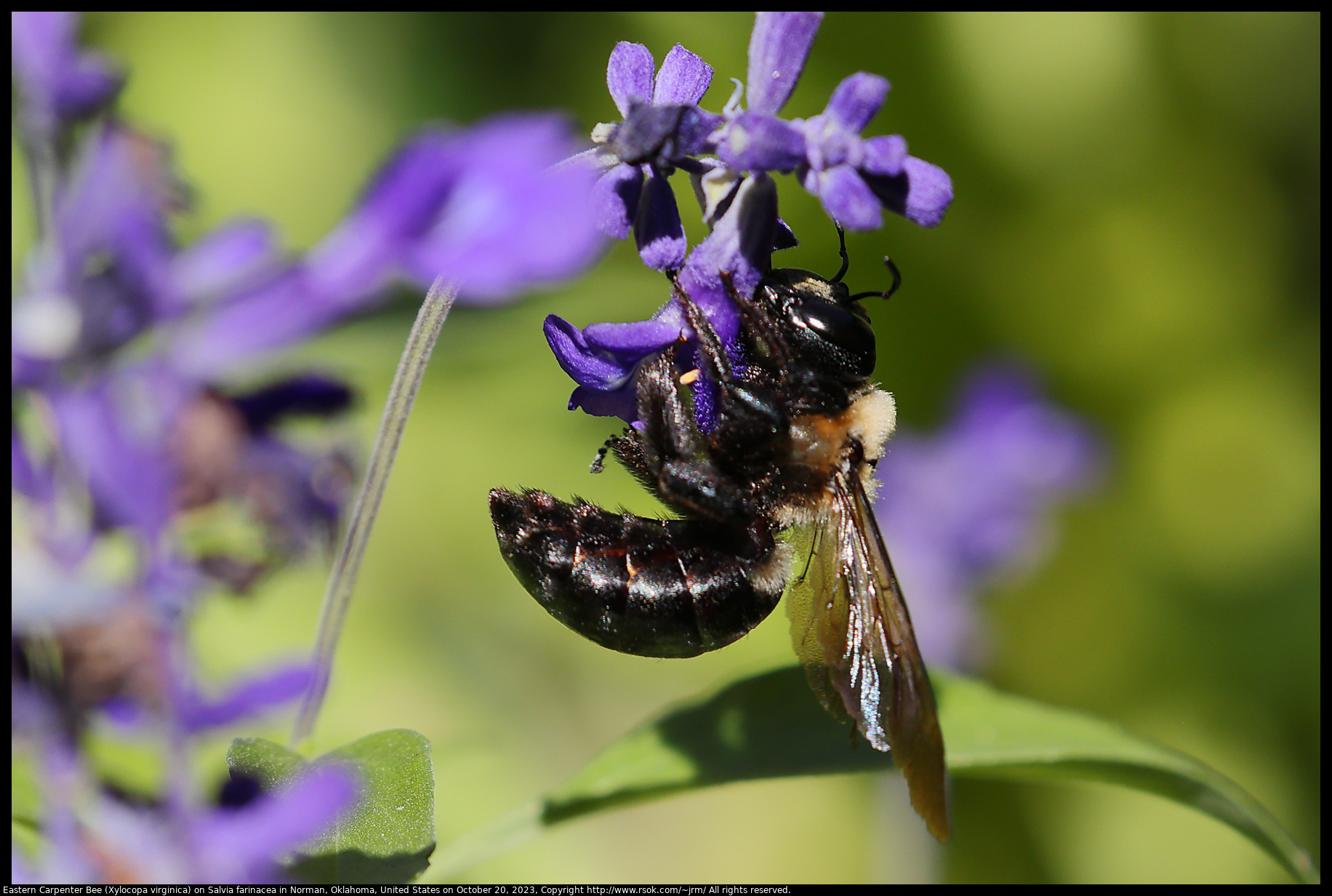 Eastern Carpenter Bee (Xylocopa virginica) on Salvia farinacea in Norman, Oklahoma, United States on October 20, 2023