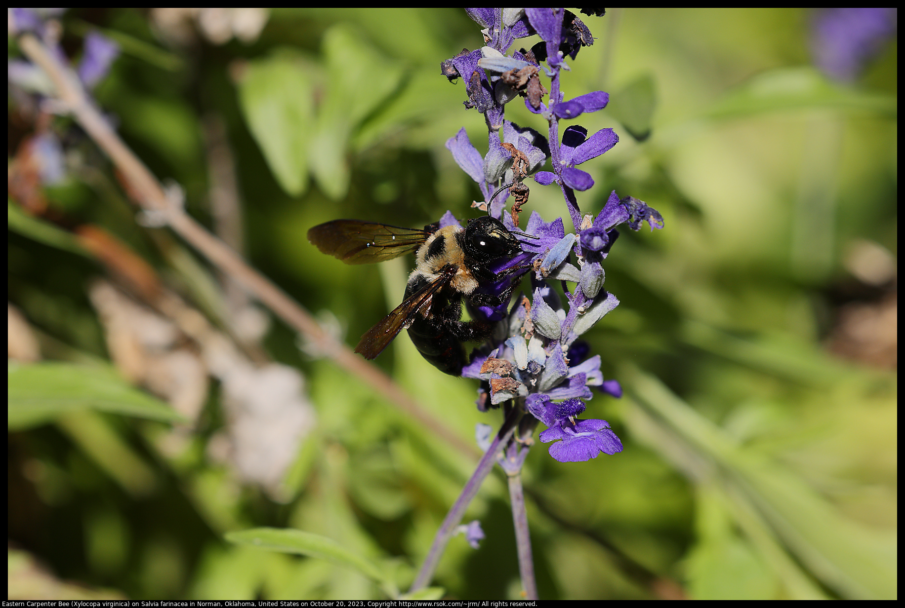 Eastern Carpenter Bee (Xylocopa virginica) on Salvia farinacea in Norman, Oklahoma, United States on October 20, 2023