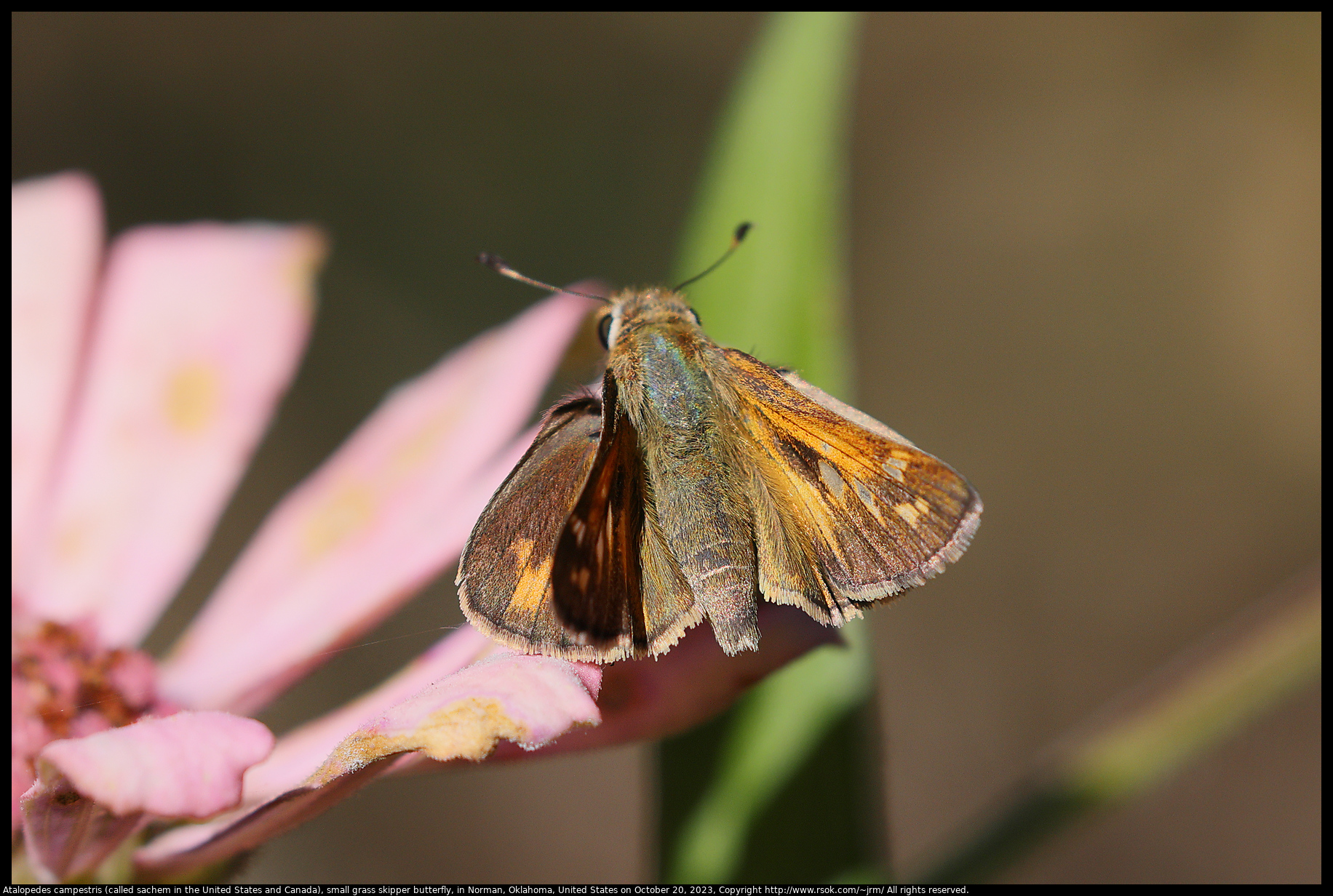 Atalopedes campestris (called sachem in the United States and Canada), small grass skipper butterfly, in Norman, Oklahoma, United States on October 20, 2023