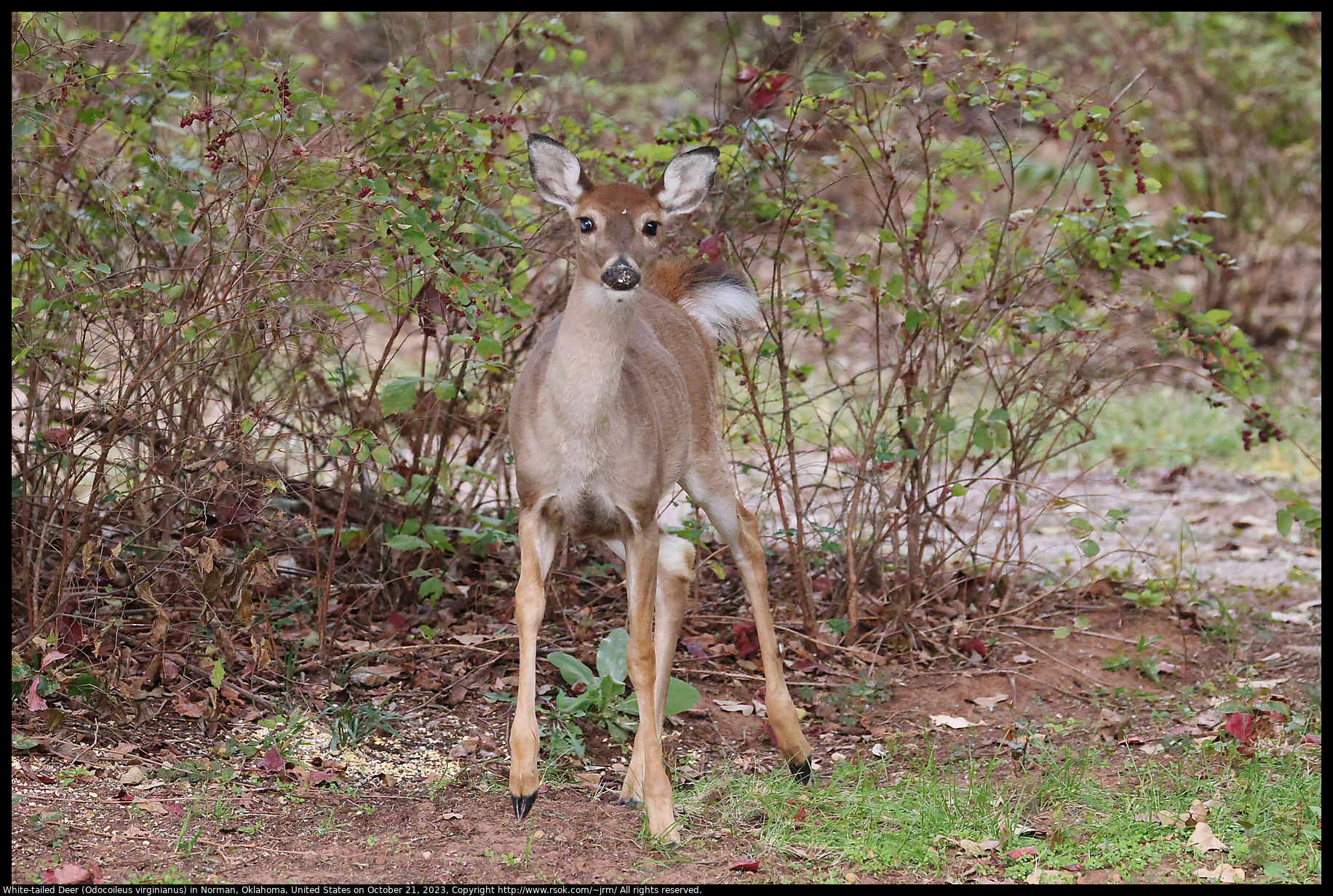 White-tailed Deer (Odocoileus virginianus) in Norman, Oklahoma, United States on October 21, 2023