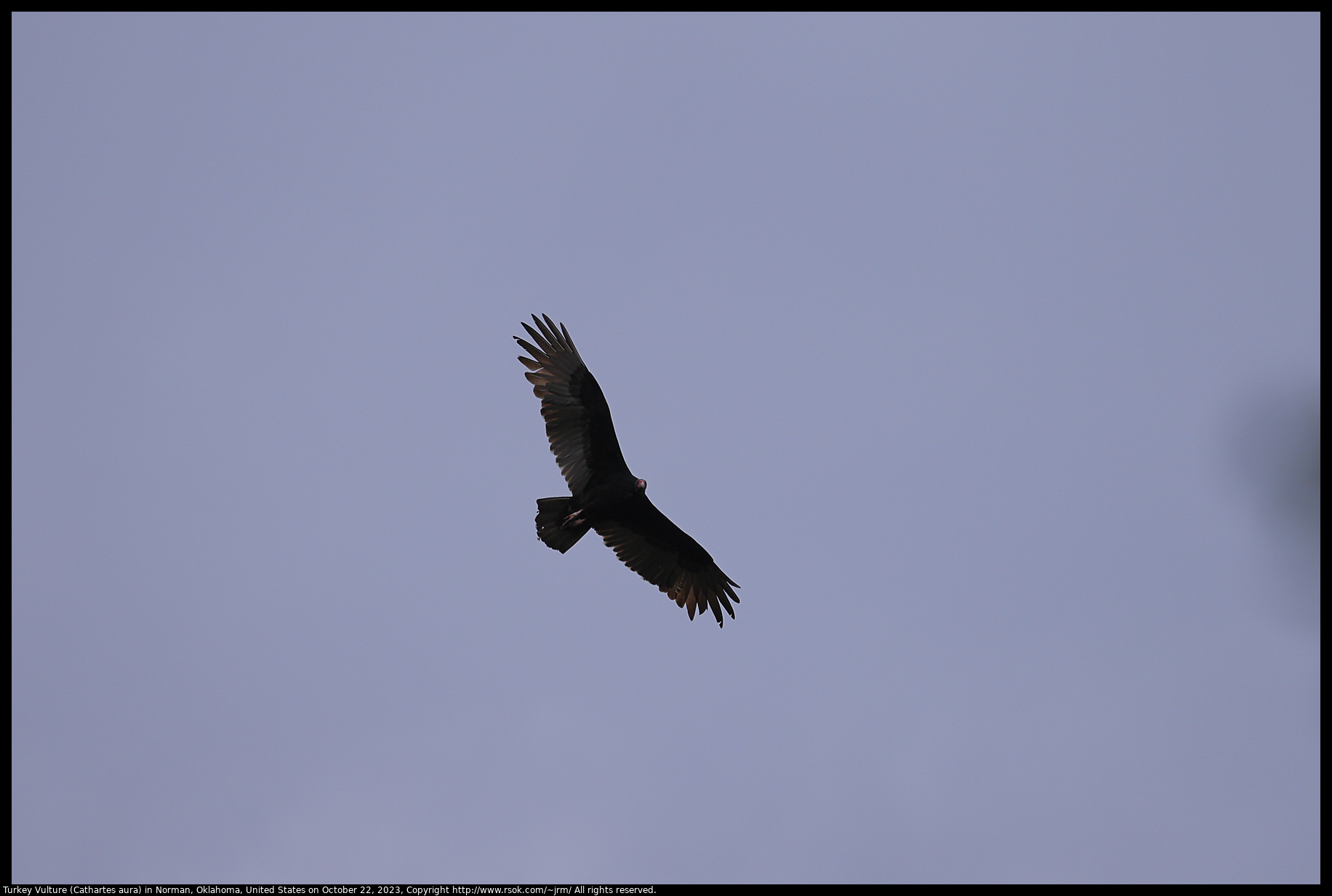 Turkey Vulture (Cathartes aura) in Norman, Oklahoma, United States on October 20, 2023