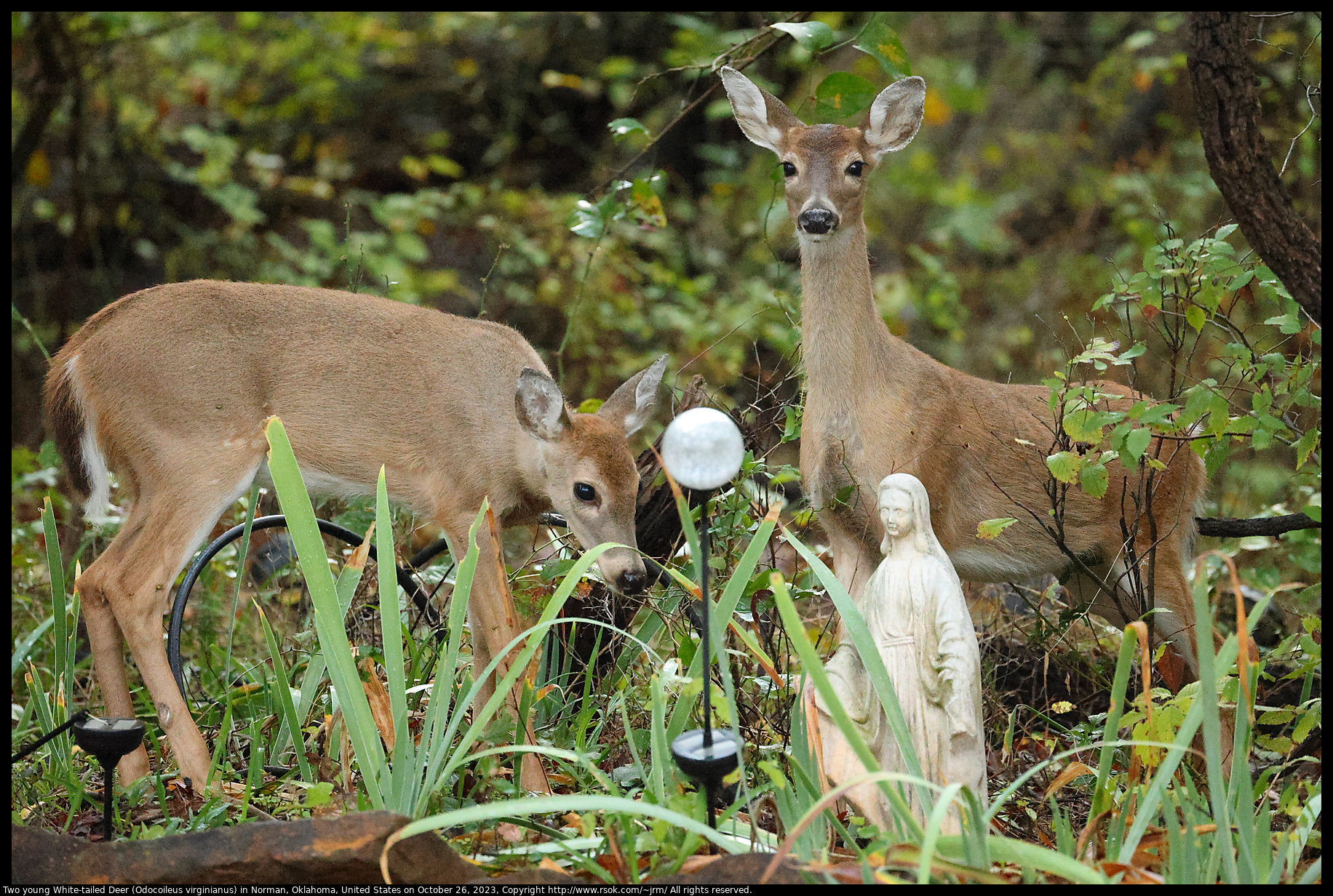 White-tailed Deer (Odocoileus virginianus) in Norman, Oklahoma, United States on October 26, 2023