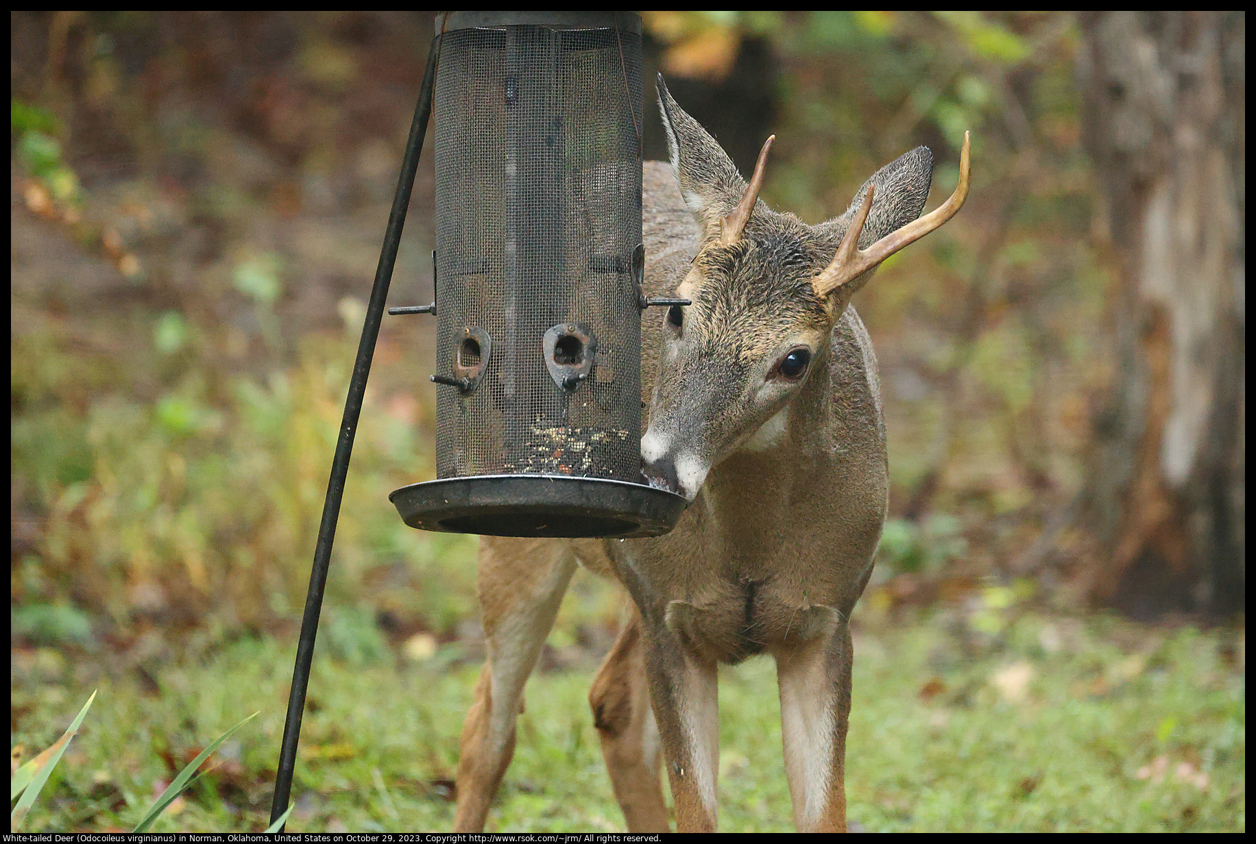 White-tailed Deer (Odocoileus virginianus) in Norman, Oklahoma, United States on October 29, 2023