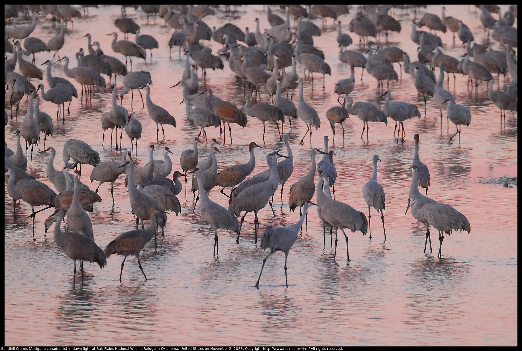 Sandhill Cranes (Antigone canadensis) in dawn light at Salt Plains National Wildlife Refuge in Oklahoma, United States on November 2, 2023