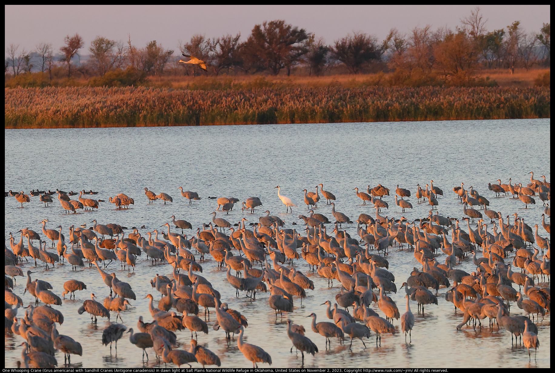 One Whooping Crane (Grus americana) with Sandhill Cranes (Antigone canadensis) at Salt Plains National Wildlife Refuge in Oklahoma, United States on November 2, 2023