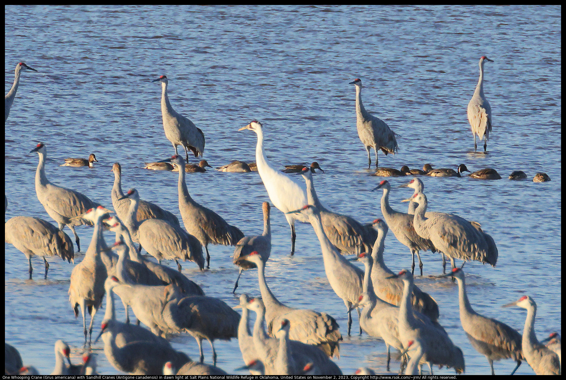 One Whooping Crane (Grus americana) with Sandhill Cranes (Antigone canadensis) at Salt Plains National Wildlife Refuge in Oklahoma, United States on November 2, 2023