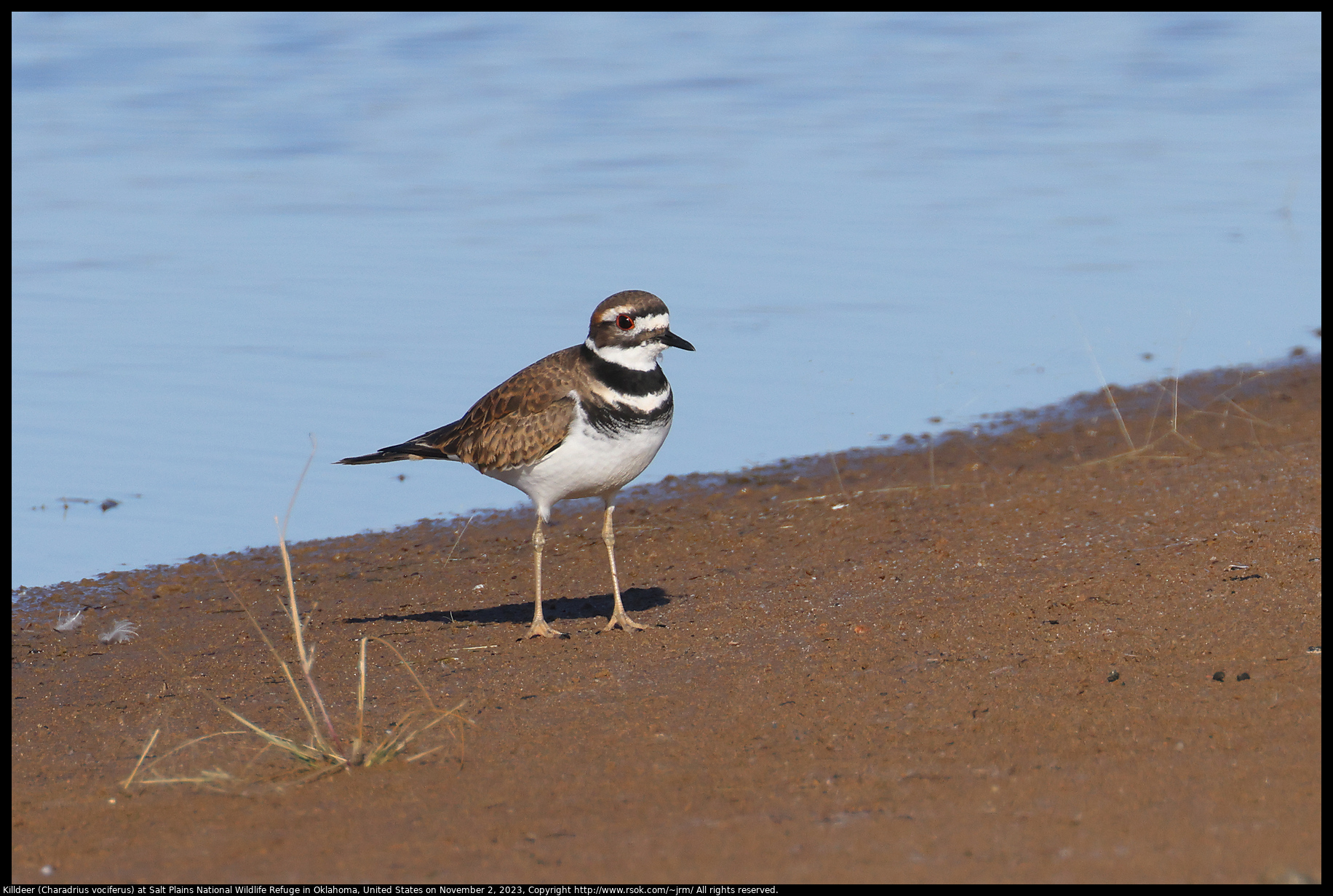 Killdeer (Charadrius vociferus) at Salt Plains National Wildlife Refuge in Oklahoma, United States on November 2, 2023