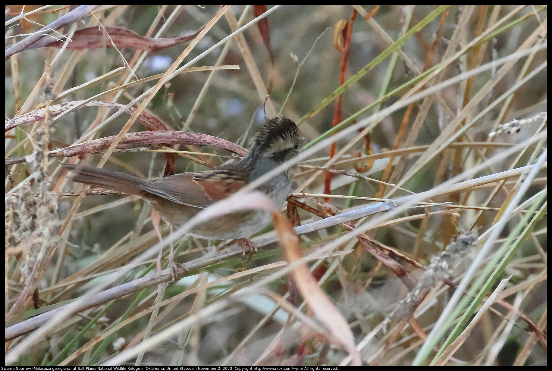 Swamp Sparrow (Melospiza georgiana) at Salt Plains National Wildlife Refuge in Oklahoma, United States on November 2, 2023