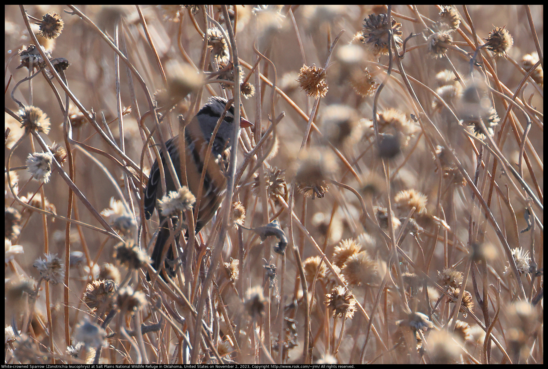 White-crowned Sparrow (Zonotrichia leucophrys) at Salt Plains National Wildlife Refuge in Oklahoma, United States on November 2, 2023