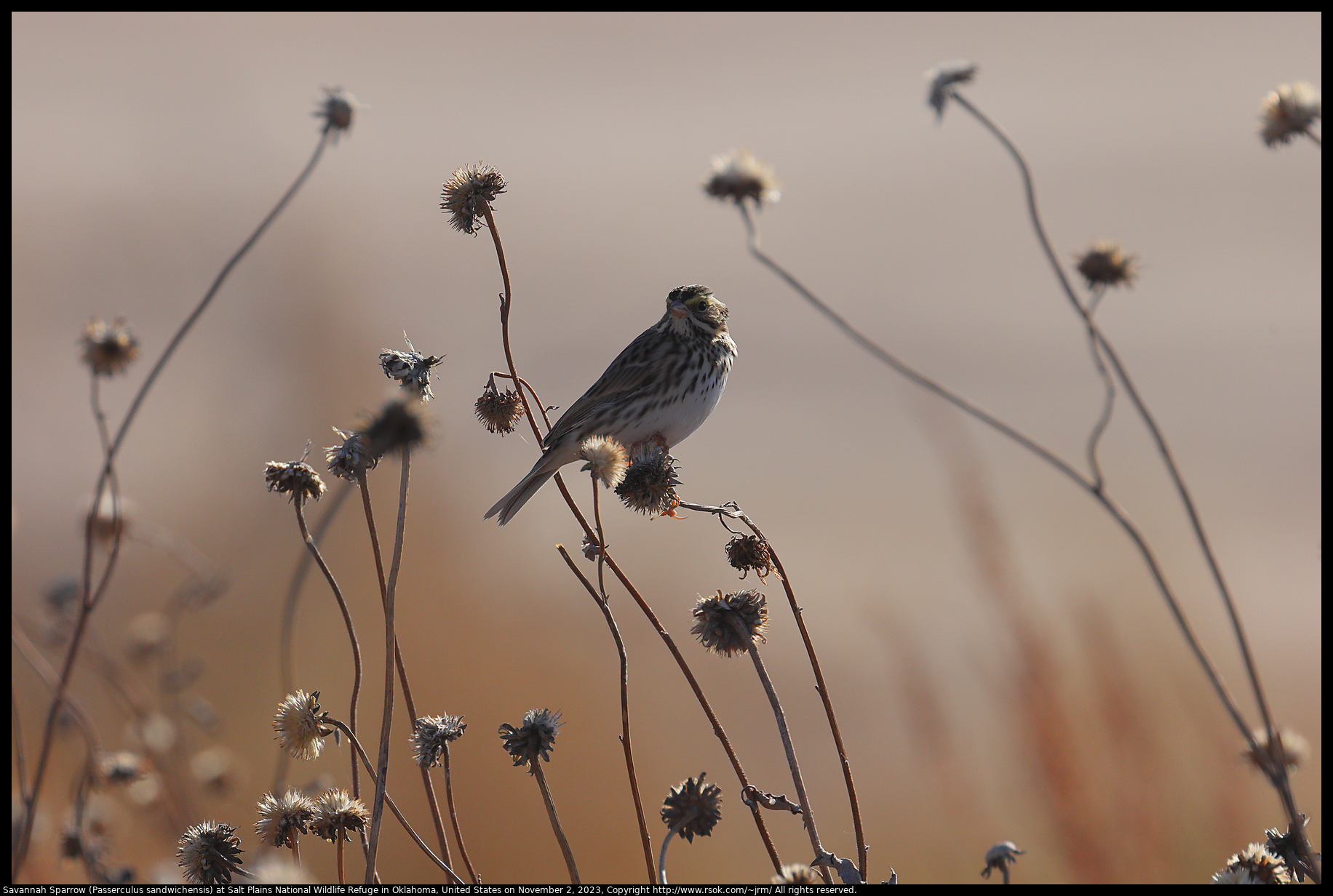 Savannah Sparrow (Passerculus sandwichensis) at Salt Plains National Wildlife Refuge in Oklahoma, United States on November 2, 2023