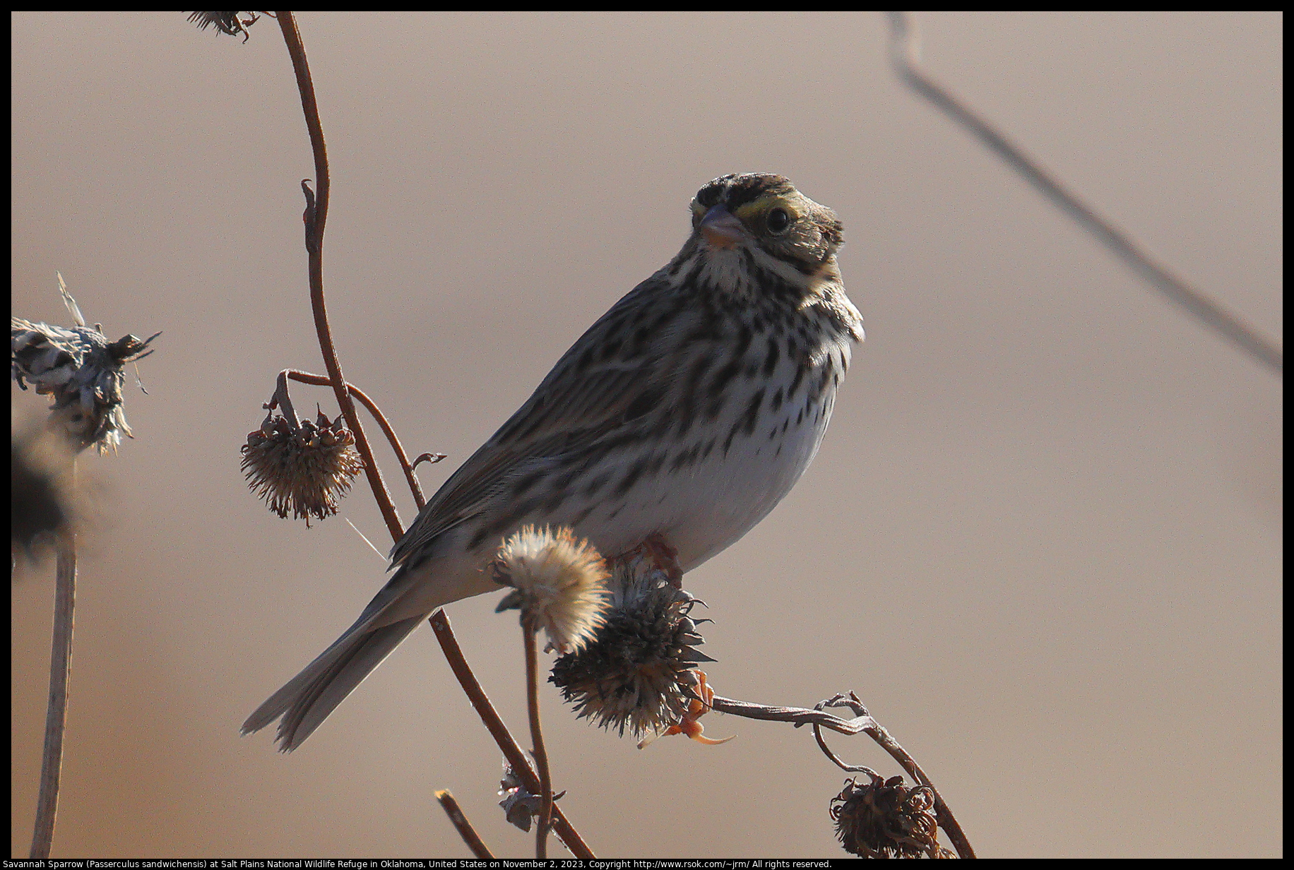 Savannah Sparrow (Passerculus sandwichensis) at Salt Plains National Wildlife Refuge in  Oklahoma, United States on November 2, 2023
