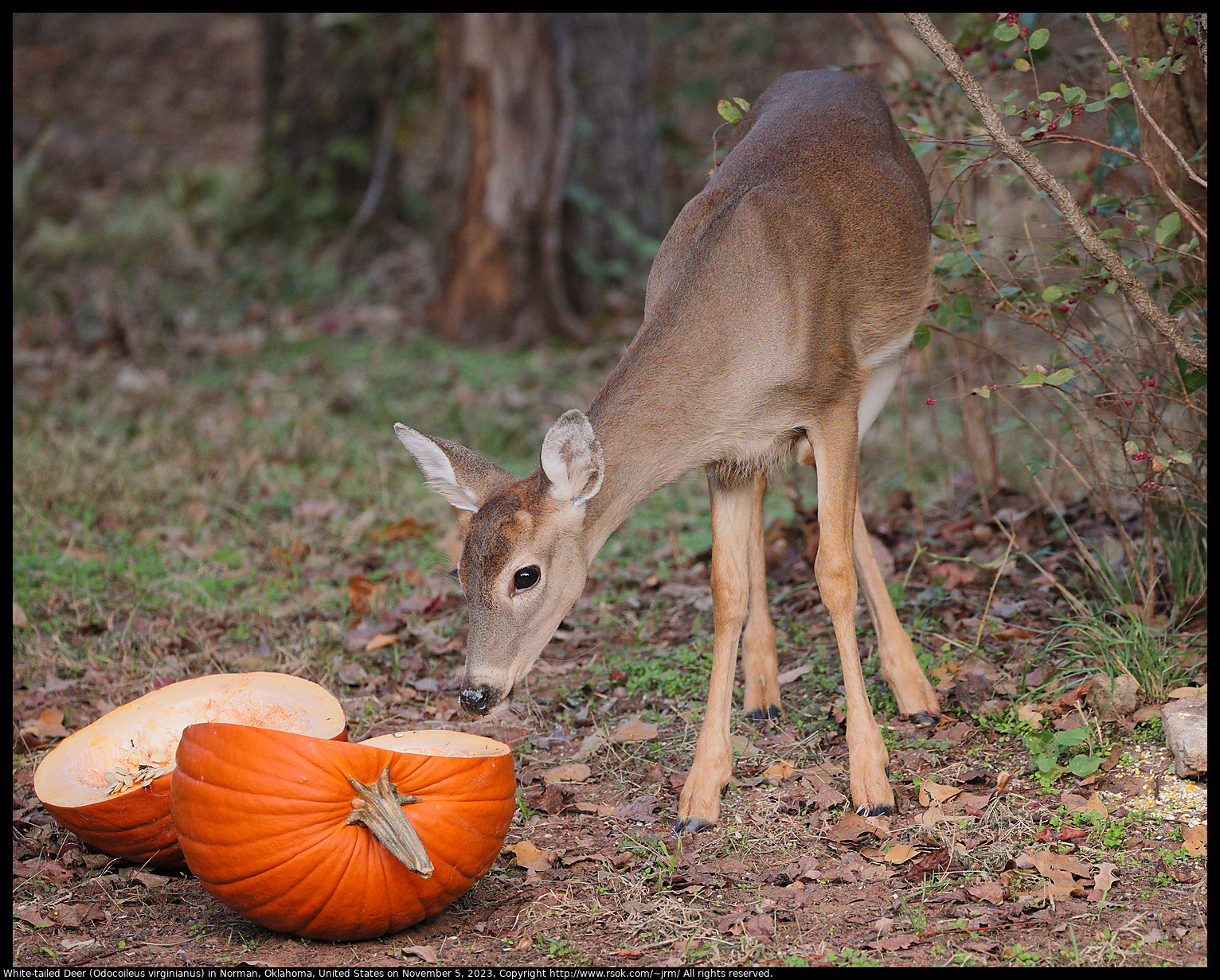 White-tailed Deer (Odocoileus virginianus) in Norman, Oklahoma, United States on November 5, 2023