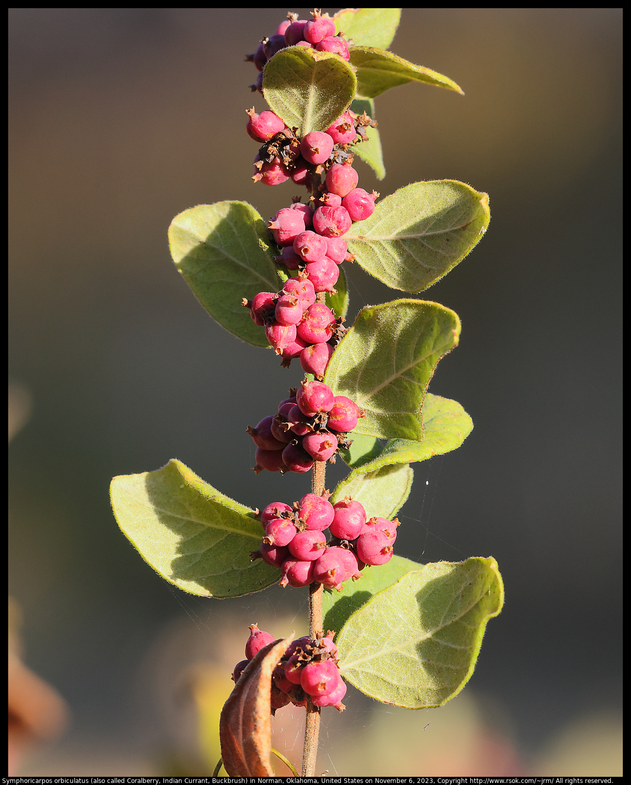 Symphoricarpos orbiculatus (also called Coralberry, Indian Currant, Buckbrush) in Norman, Oklahoma, United States on November 6, 2023