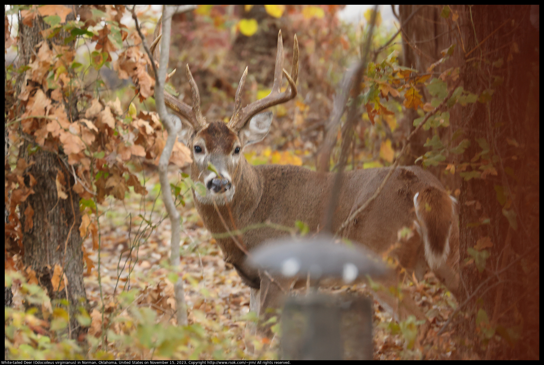 White-tailed Deer (Odocoileus virginianus) in Norman, Oklahoma, United States on November 15, 2023