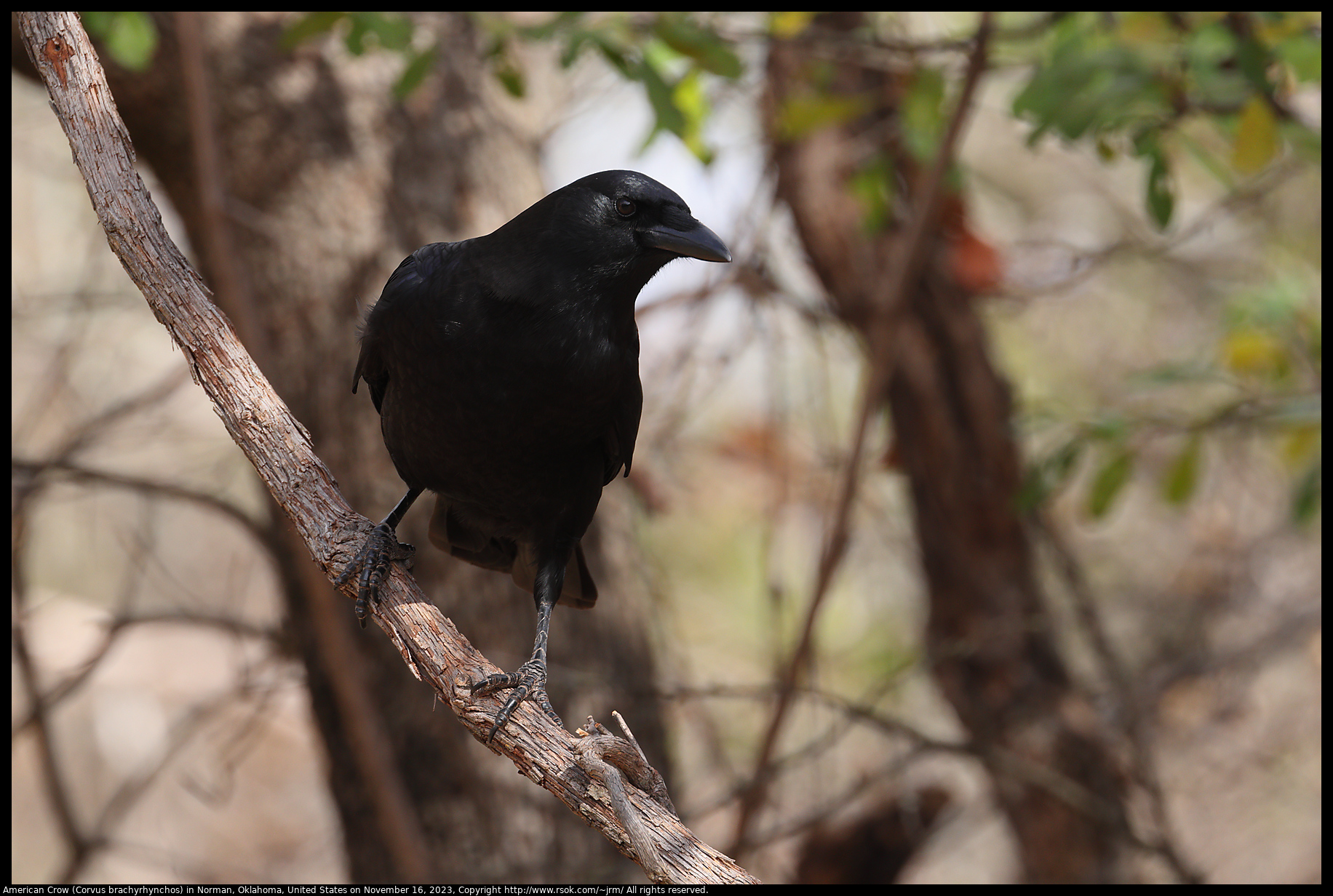 American Crow (Corvus brachyrhynchos) in Norman, Oklahoma, United States, on November 16, 2023