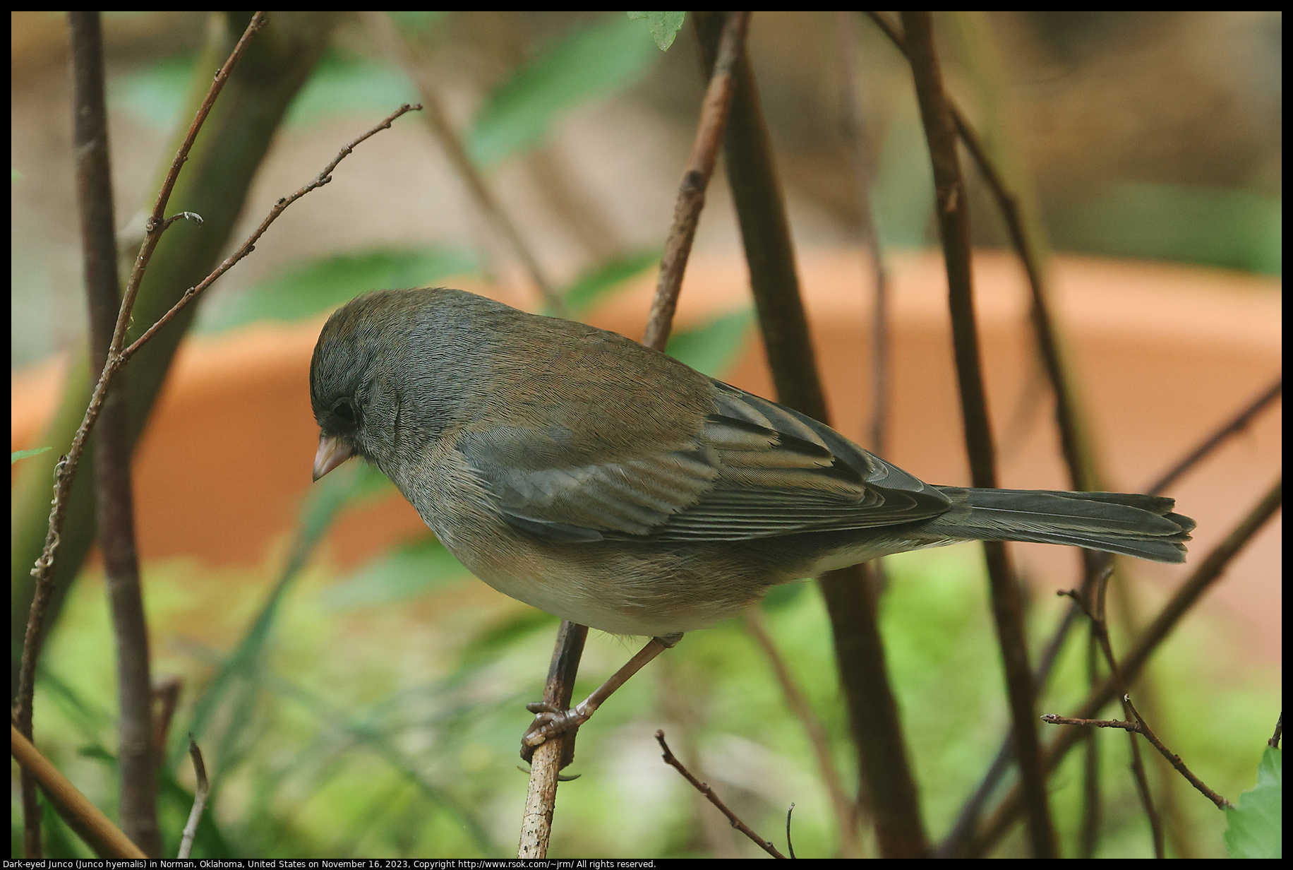 Dark-eyed Junco (Junco hyemalis) in Norman, Oklahoma, United States on November 16, 2023