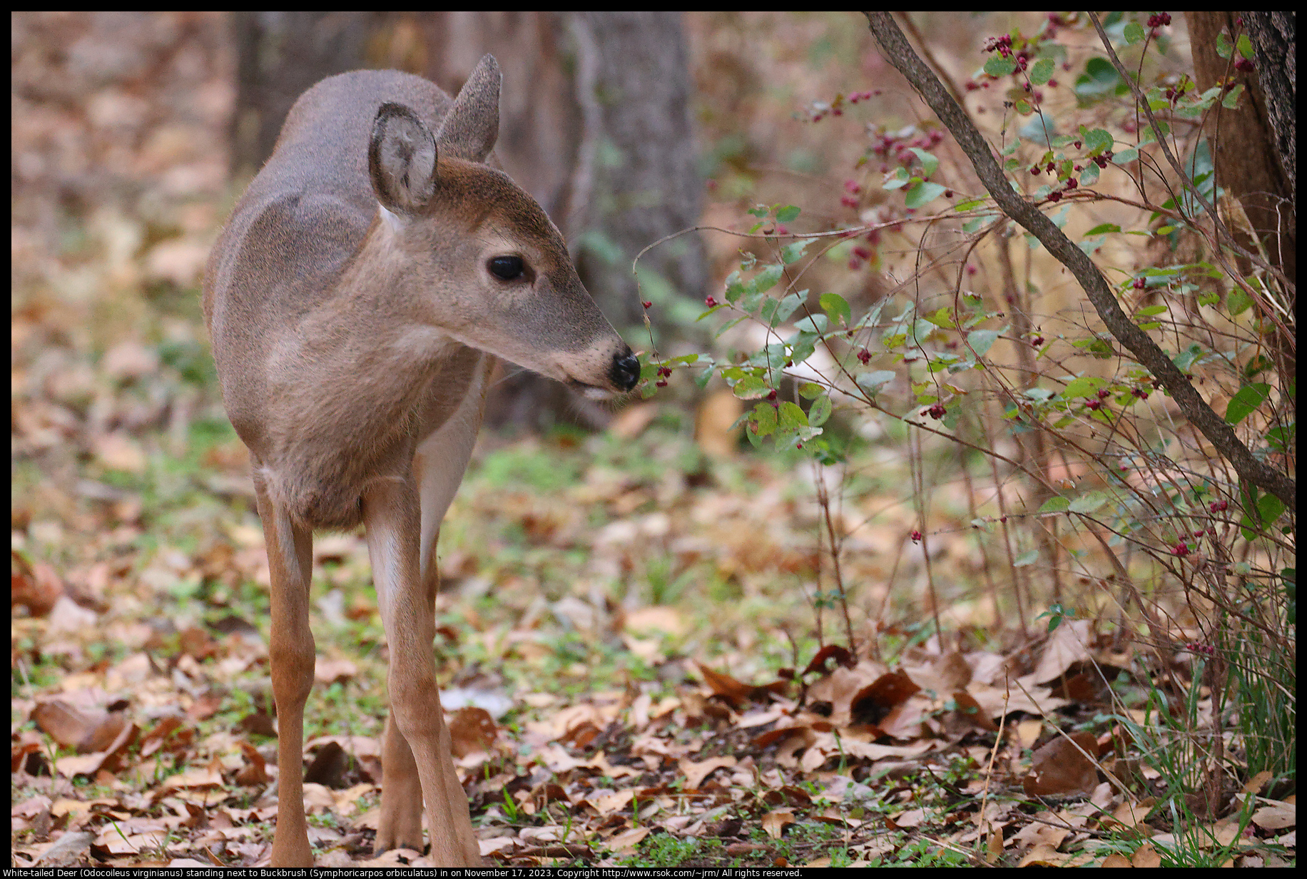 White-tailed Deer (Odocoileus virginianus) standing next to Buckbrush (Symphoricarpos orbiculatus) in Norman, Oklahoma, United States on November 17, 2023