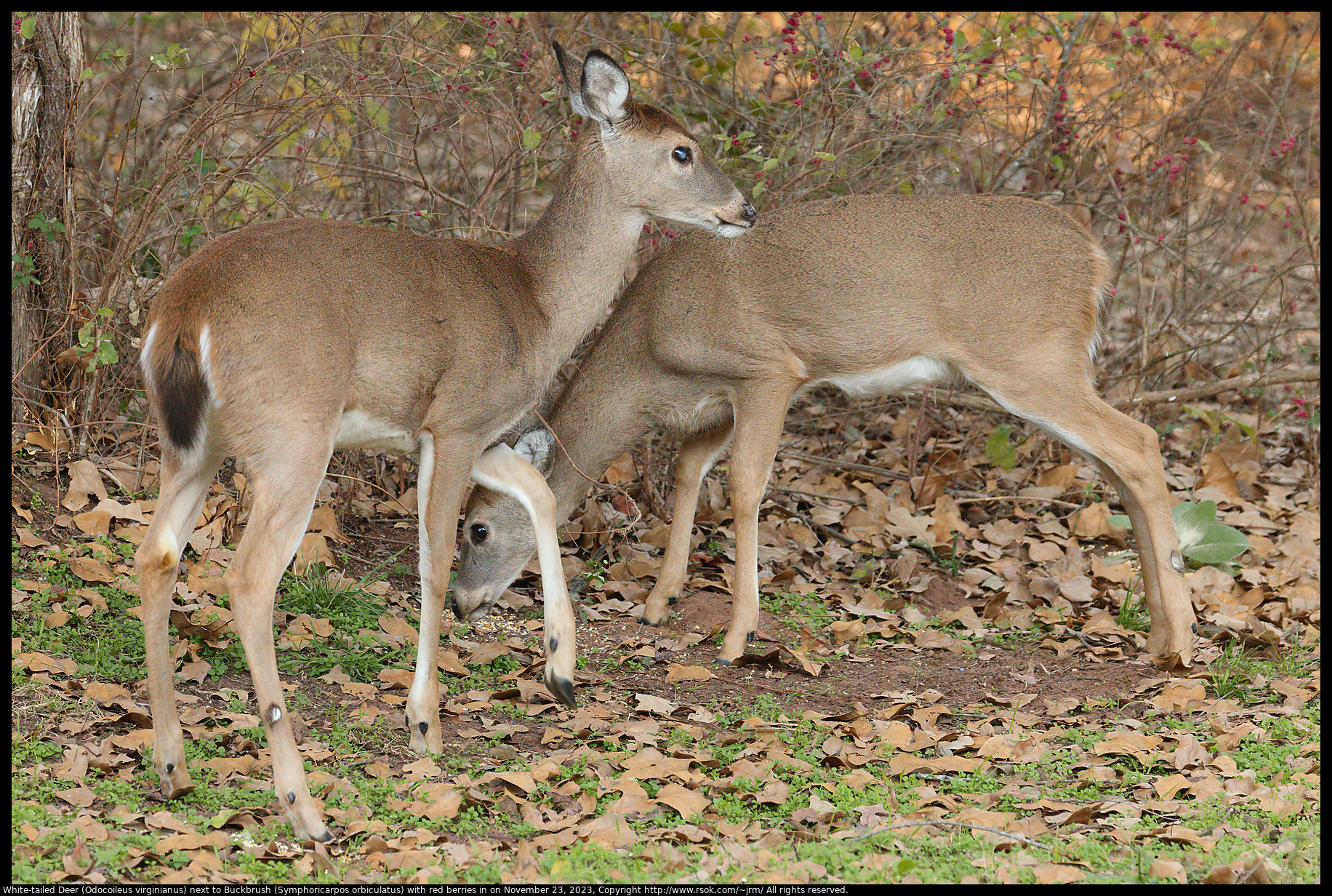 White-tailed Deer (Odocoileus virginianus) next to Buckbrush (Symphoricarpos orbiculatus) with red berries in Norman, Oklahoma, United States on November 23, 2023
