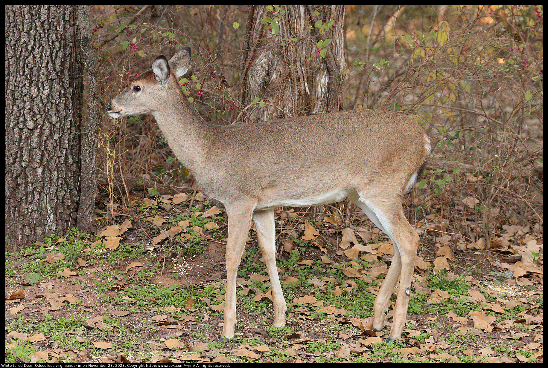 White-tailed Deer (Odocoileus virginianus) in Norman, Oklahoma, United States on November 23, 2023