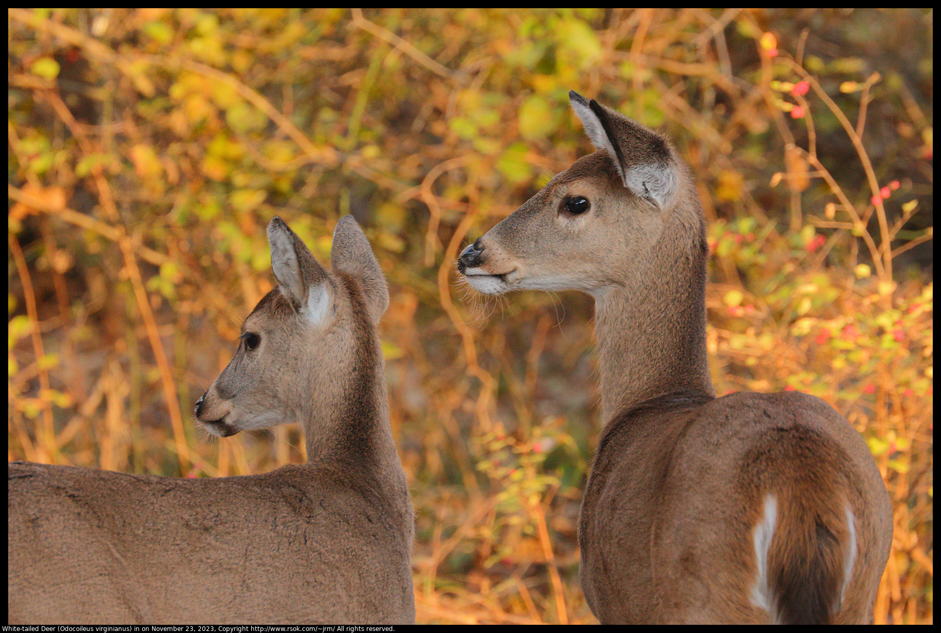 White-tailed Deer (Odocoileus virginianus) in Norman, Oklahoma, United States on November 23, 2023