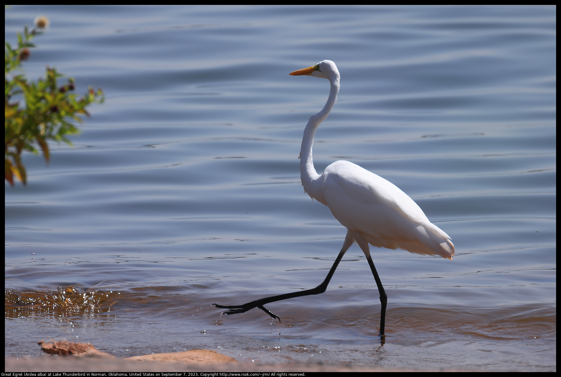 Great Egret (Ardea alba) at Lake Thunderbird in Norman, Oklahoma, United States, September 7, 2023