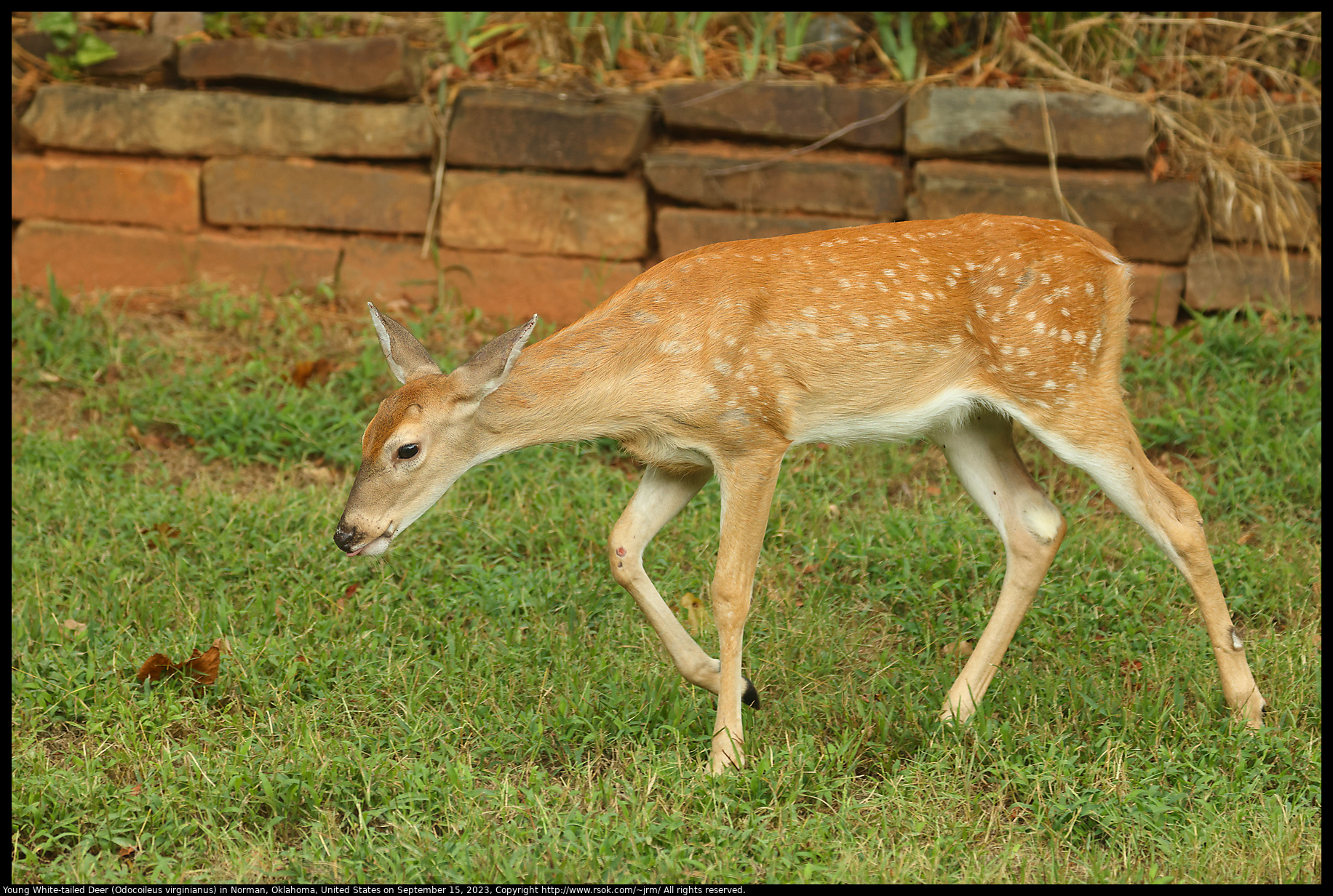 Young White-tailed Deer (Odocoileus virginianus) in Norman, Oklahoma, United States, September 15, 2023
