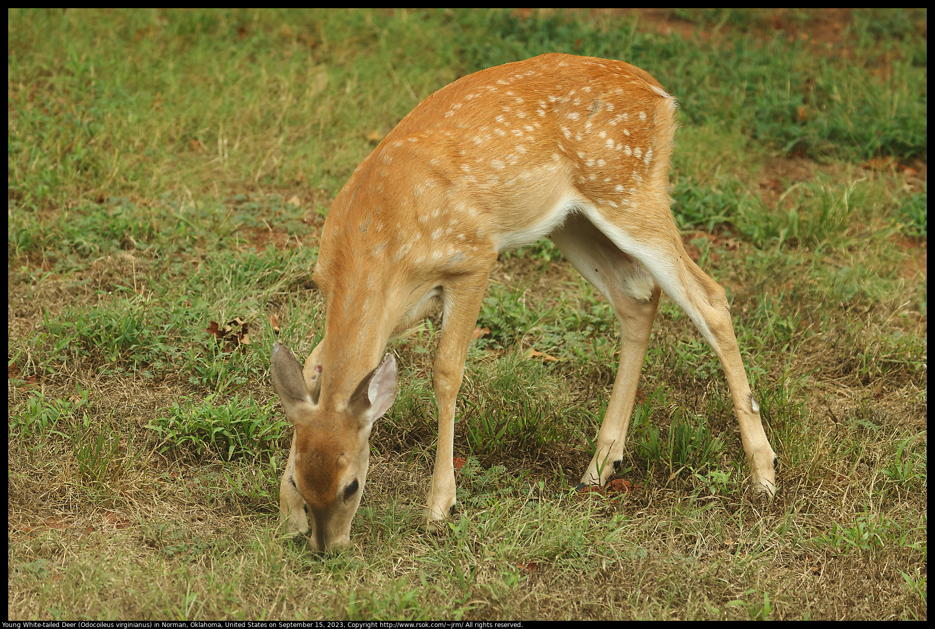 Young White-tailed Deer (Odocoileus virginianus) in Norman, Oklahoma, United States, September 15, 2023