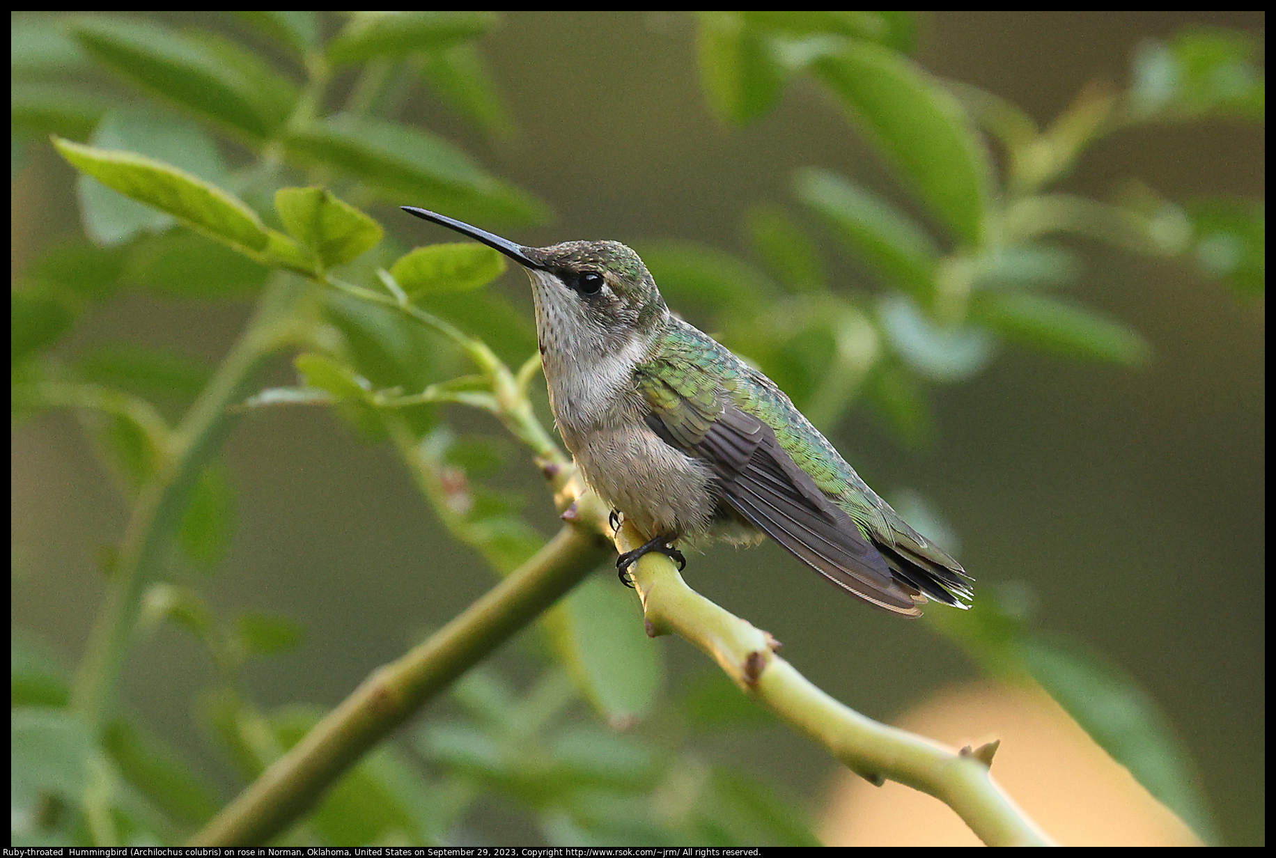 Ruby-throated  Hummingbird (Archilochus colubris) on rose in Norman, Oklahoma, United States, September 29, 2023