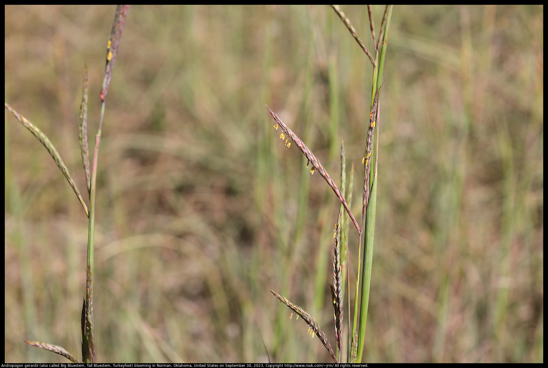 Andropogon gerardii (also called Big Bluestem, Tall Bluestem, Turkeyfoot) blooming in Norman, Oklahoma, United States, September 30, 2023