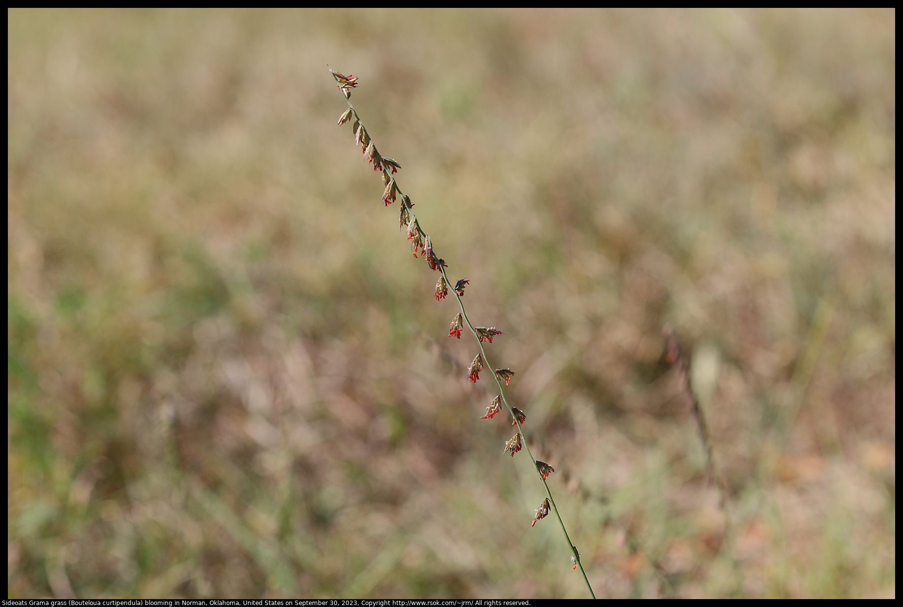 Sideoats Grama grass (Bouteloua curtipendula) blooming in Norman, Oklahoma, United States, September 30, 2023