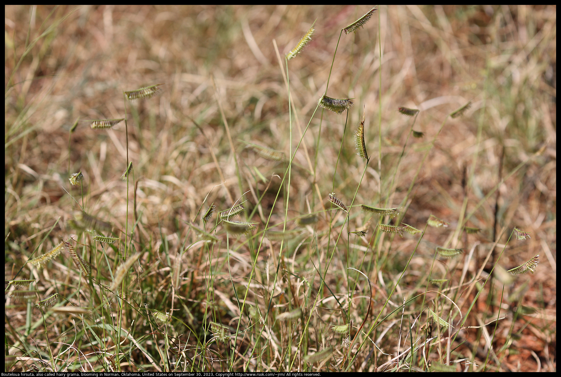 Bouteloua hirsuta, also called hairy grama, blooming in Norman, Oklahoma, United States, on September 30, 2023