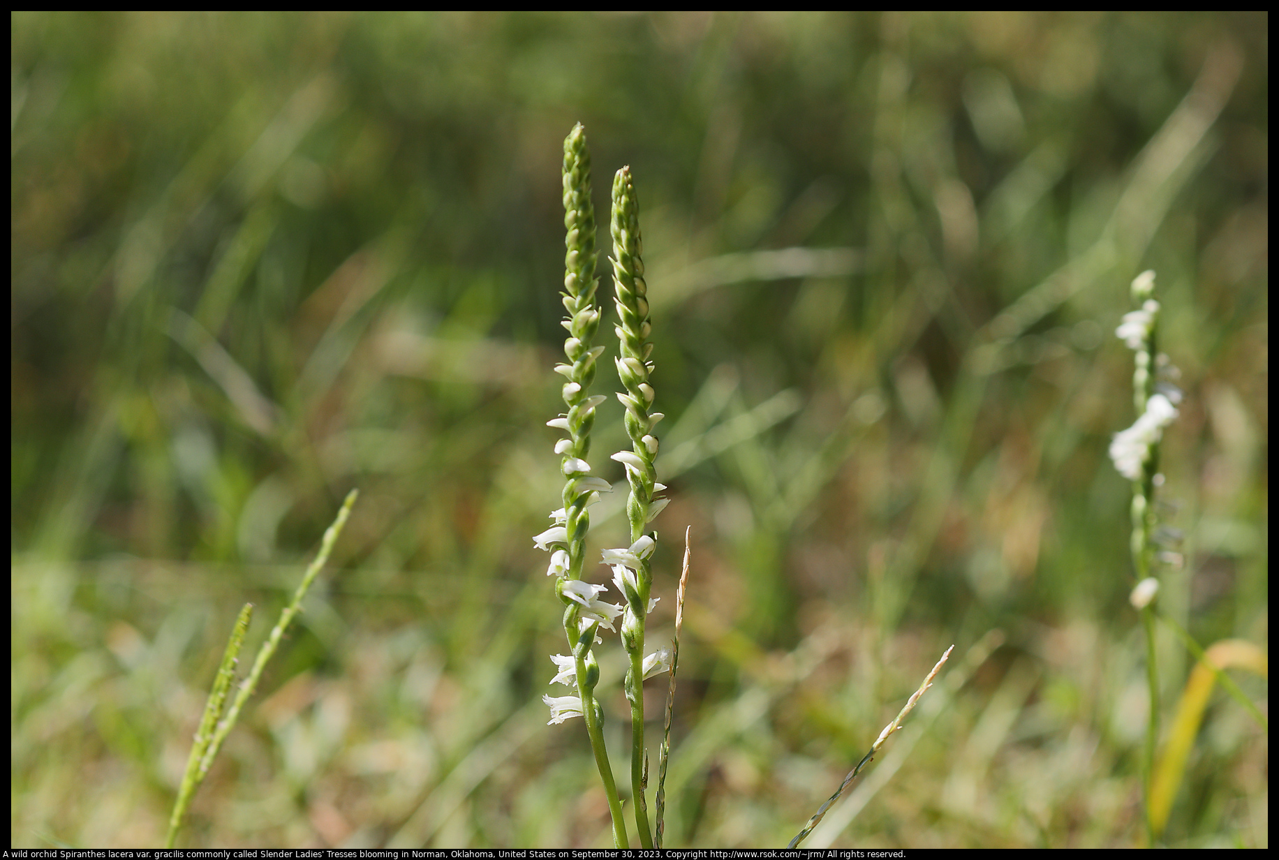 A wild orchid Spiranthes lacera var. gracilis commonly called Slender Ladies' Tresses blooming in Norman, Oklahoma, United States, on September 30, 2023