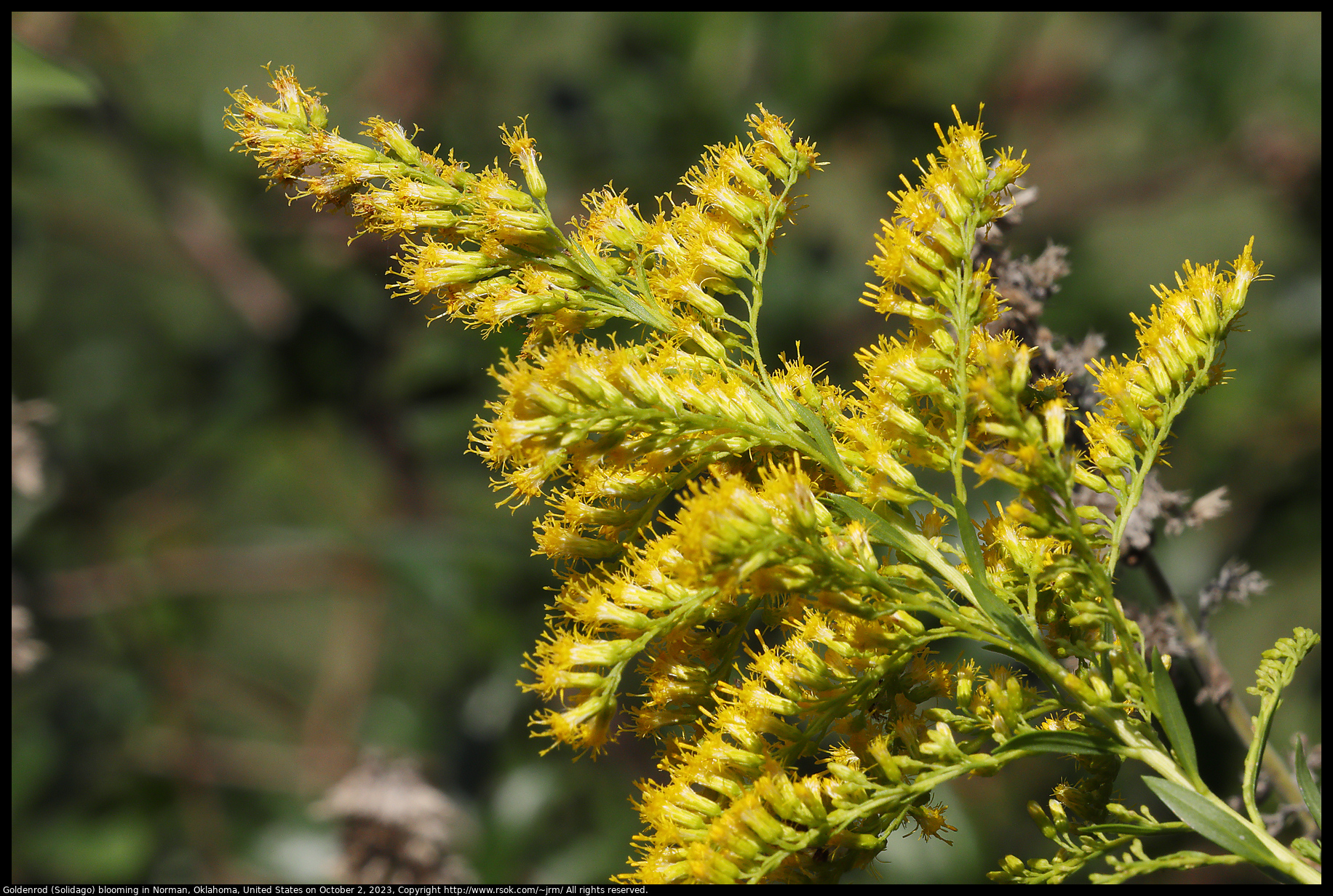 Goldenrod (Solidago) blooming in Norman, Oklahoma, United States, on October 2, 2023